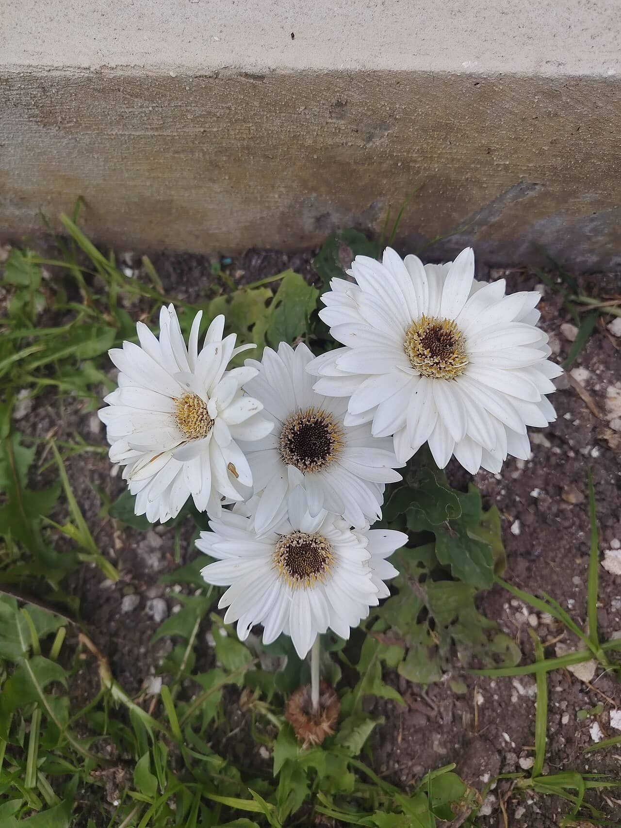 Barberton daisy (Gerbera jamesonii), the whole plant.