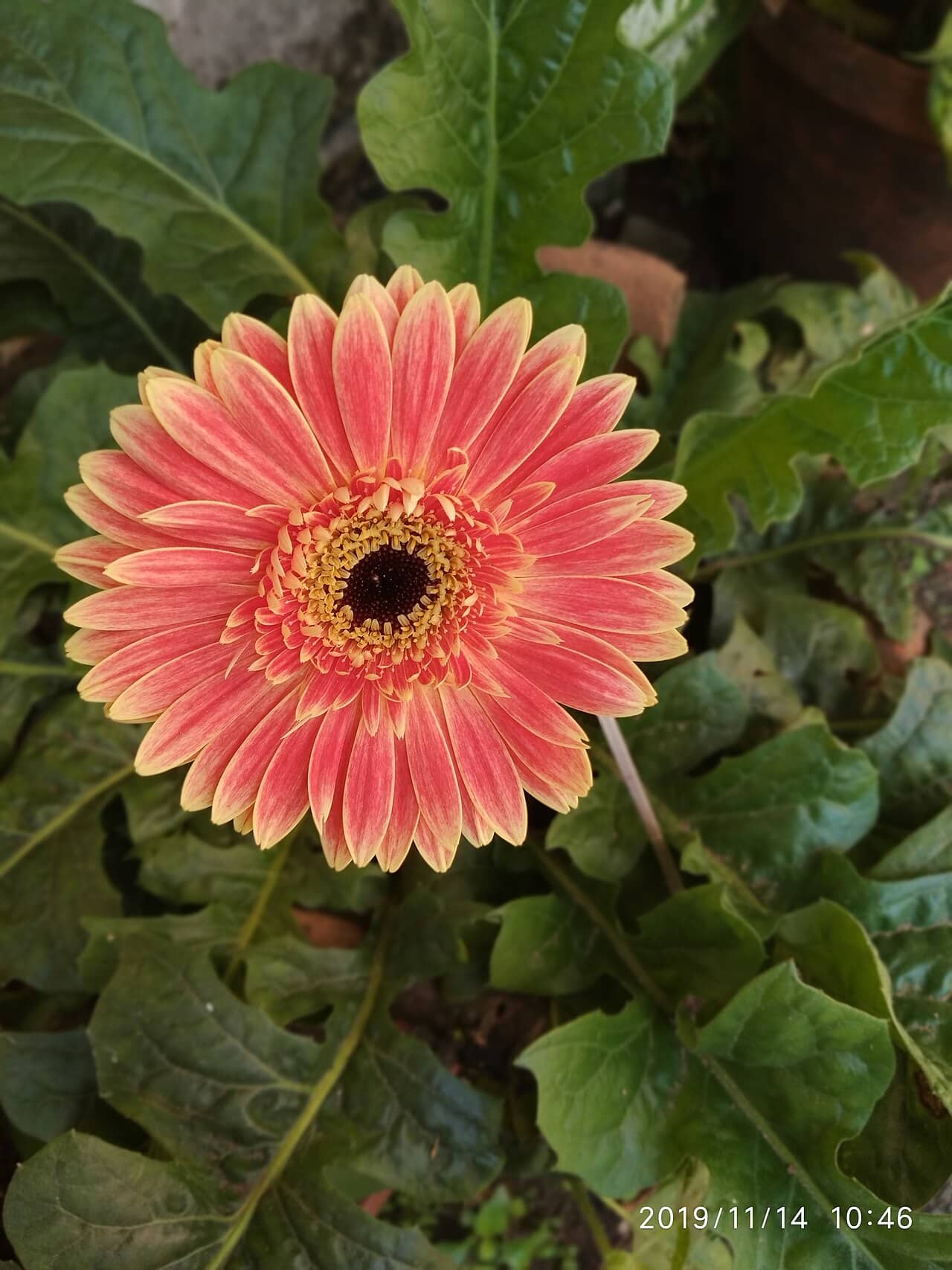 Flowers of Barberton daisy (Gerbera jamesonii).