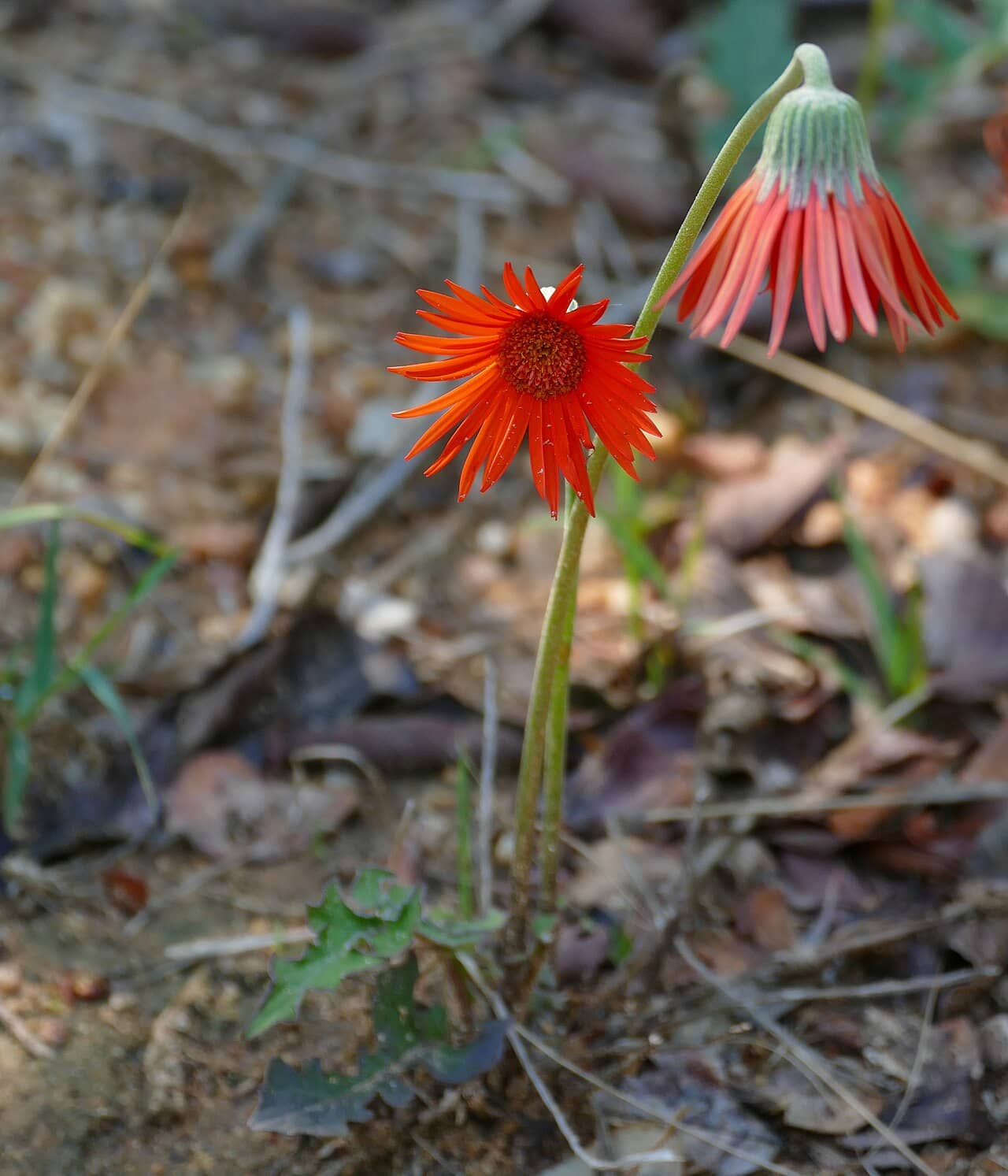 Barberton daisy (Gerbera jamesonii) growing wild.