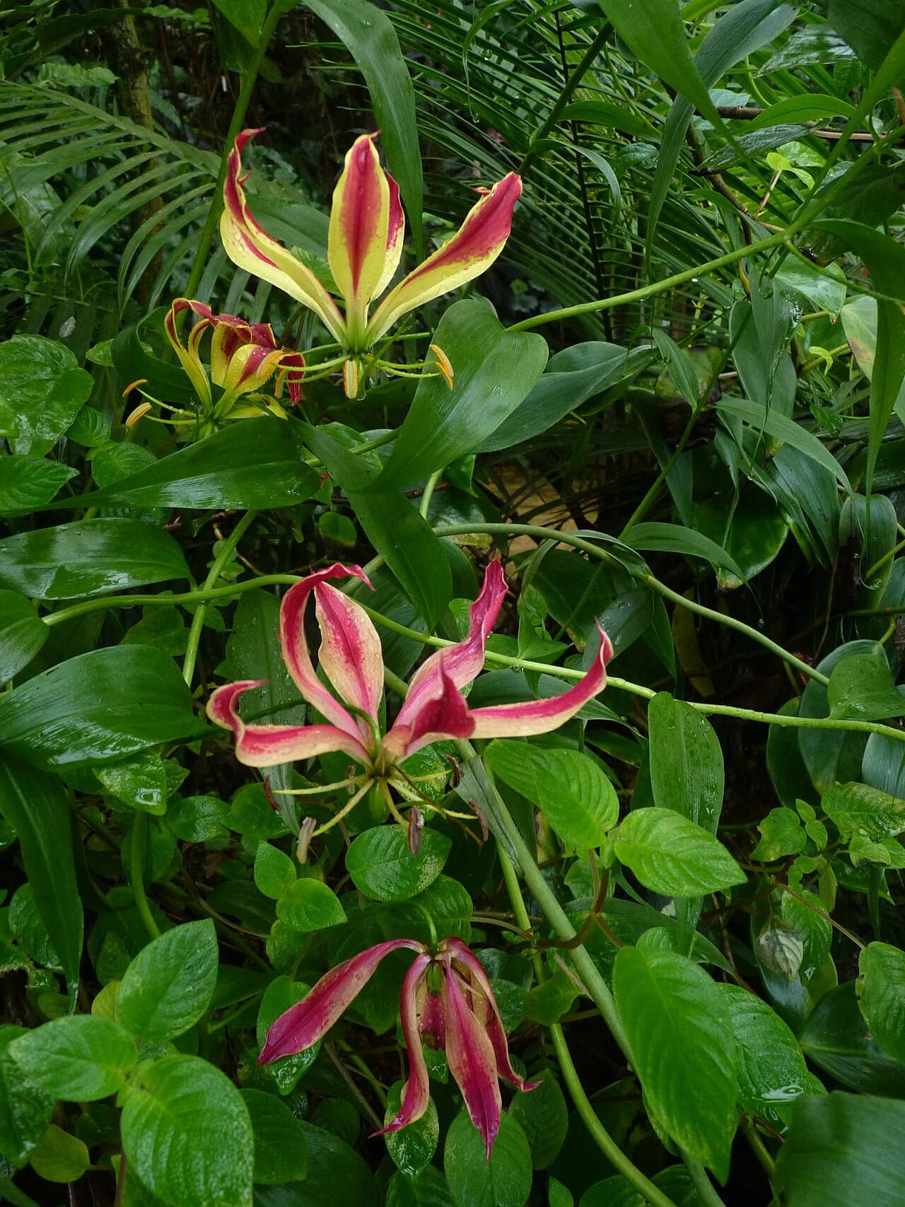 Cat's Claw (Gloriosa superba), the whole plant.
