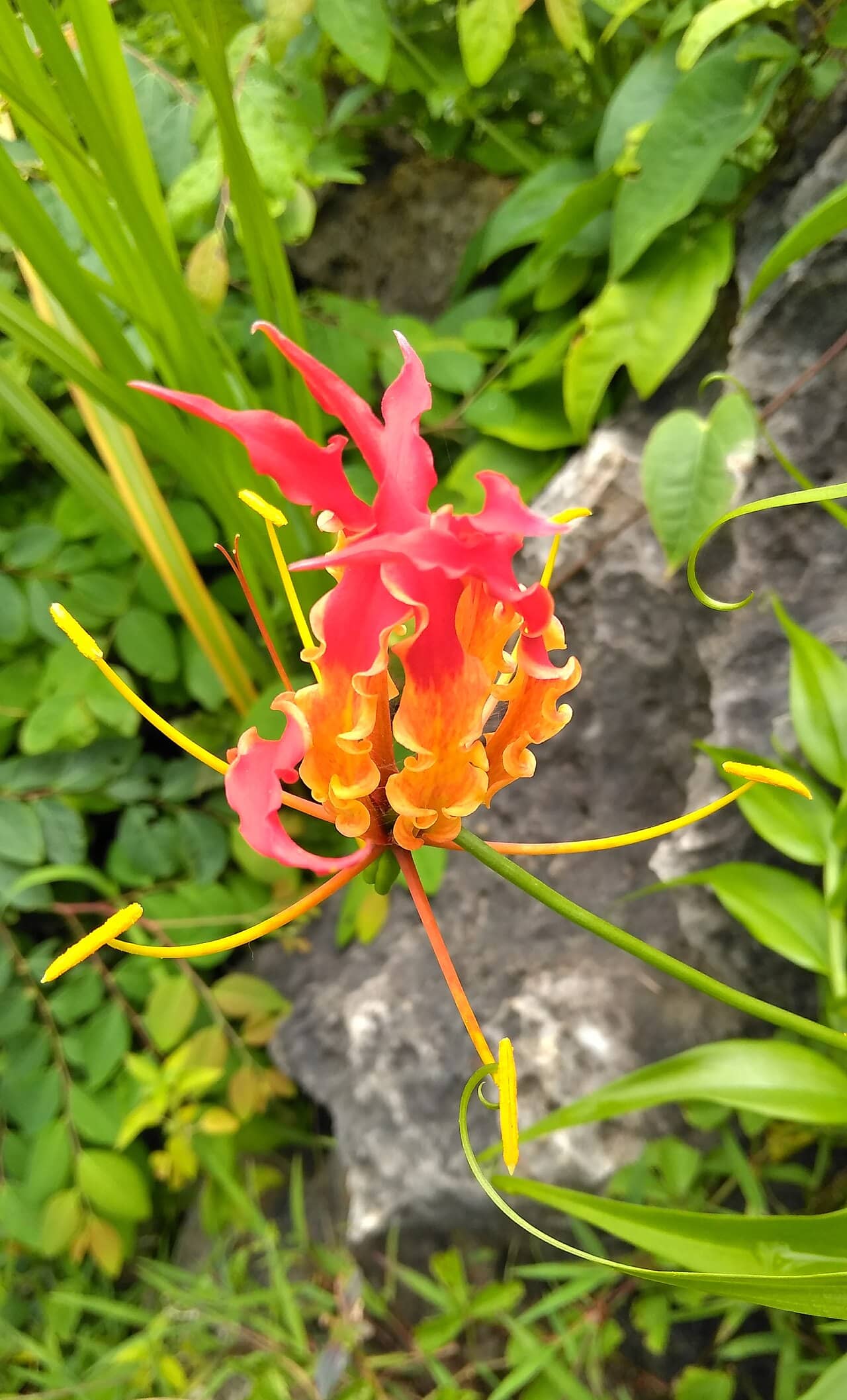 Flowers of Cat's Claw (Gloriosa superba).