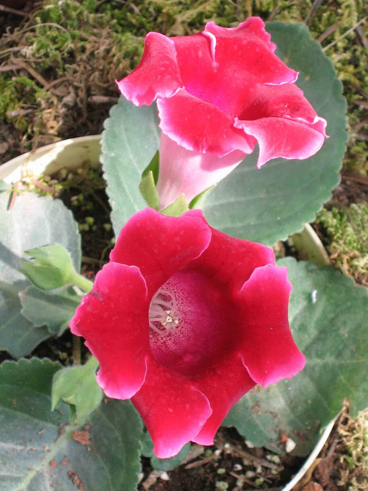 Gloxinia (Sinningia speciosa), the whole plant.
