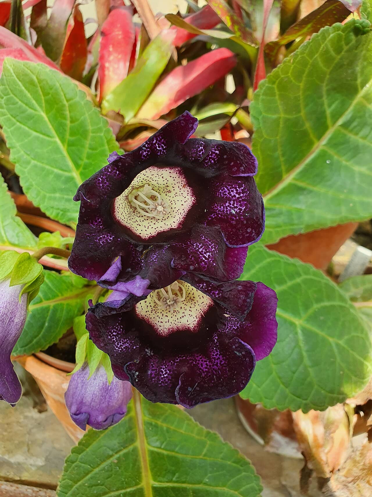 Flowers of Gloxinia (Sinningia speciosa).