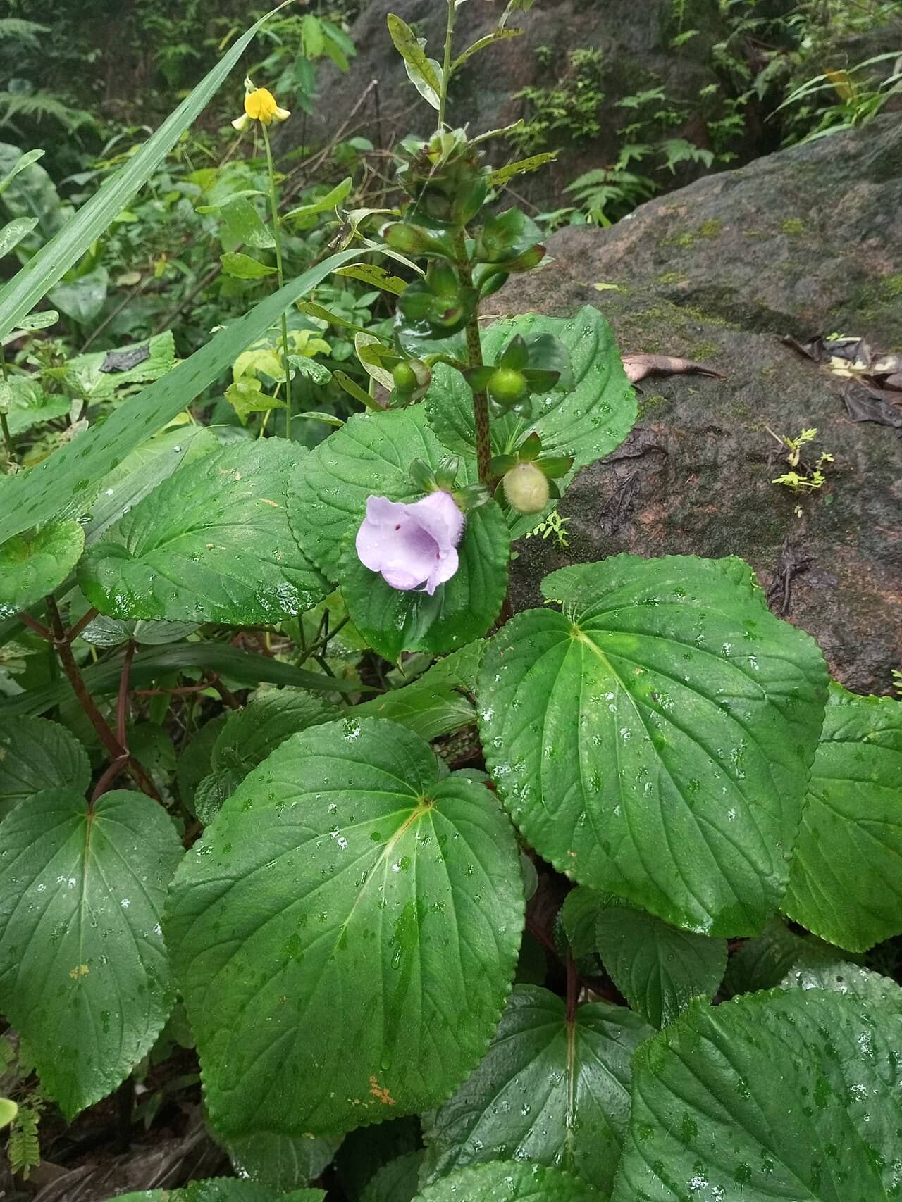 Canterbury-Bell (Gloxinia perennis), the whole plant.