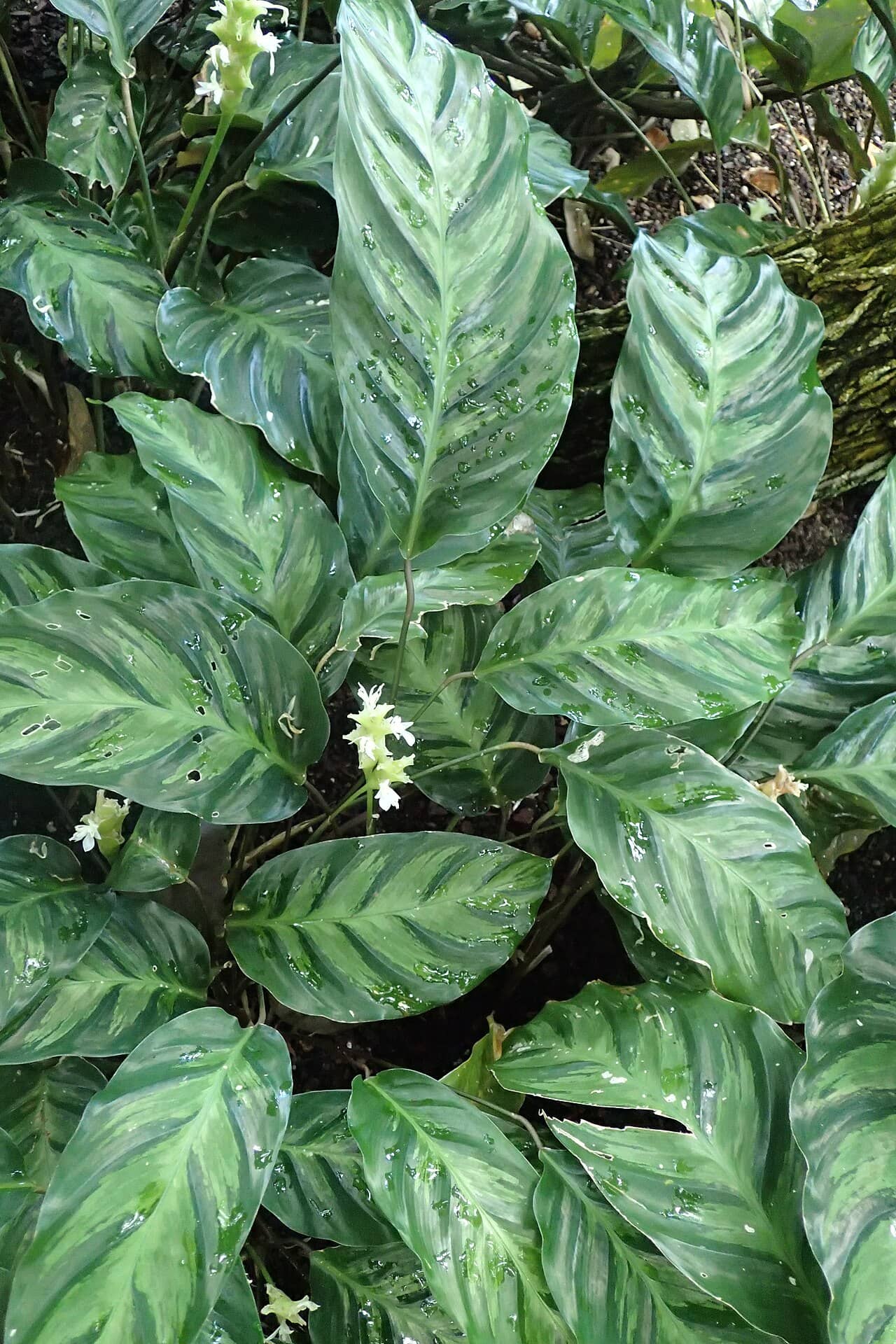 Alberta Prayer Plant (Goeppertia albertii), the whole plant.