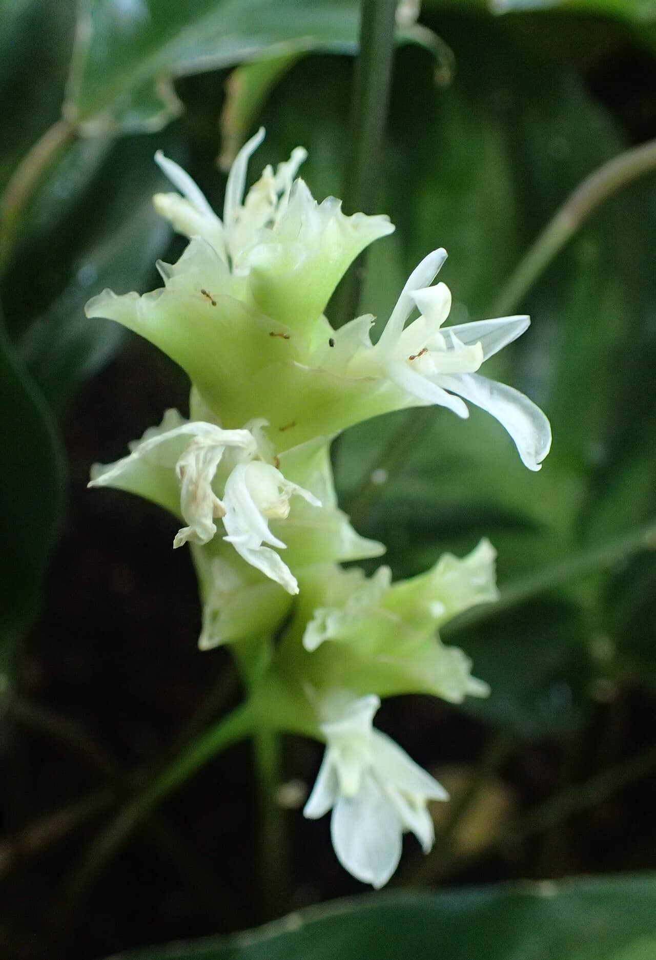 Flowers of Alberta Prayer Plant (Goeppertia albertii).