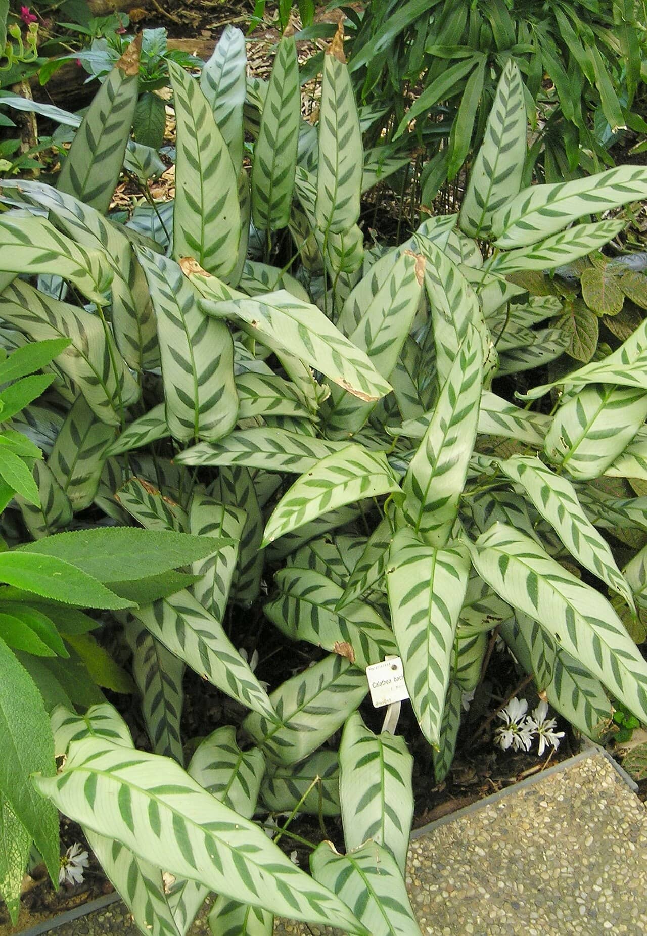 Goeppertia bachemiana (Goeppertia bachemiana), the whole plant.