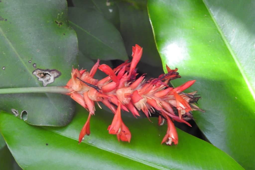 Flowers of Goeppertia coccinea (Goeppertia coccinea).