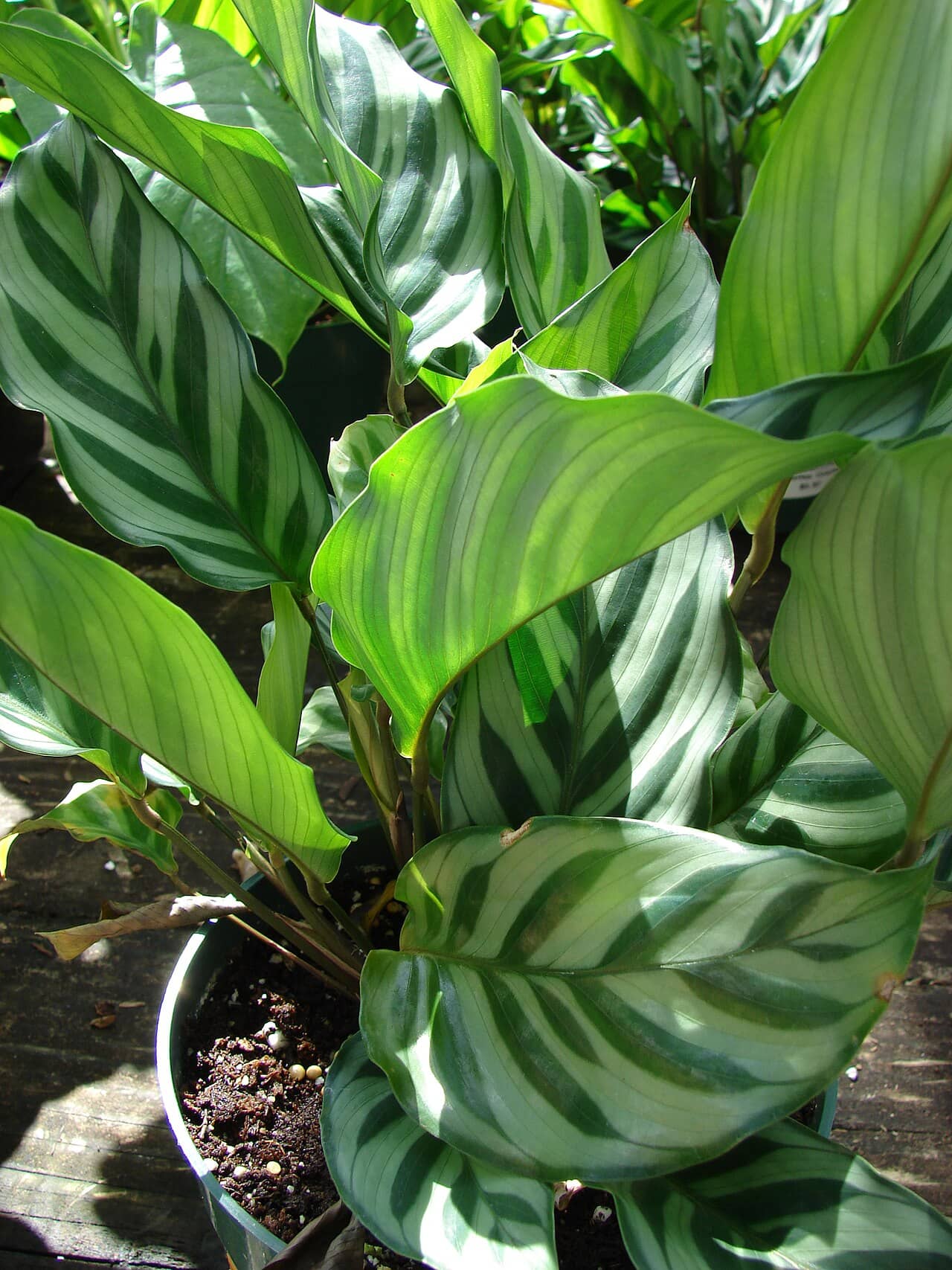 Goeppertia concinna (Goeppertia concinna), the whole plant.