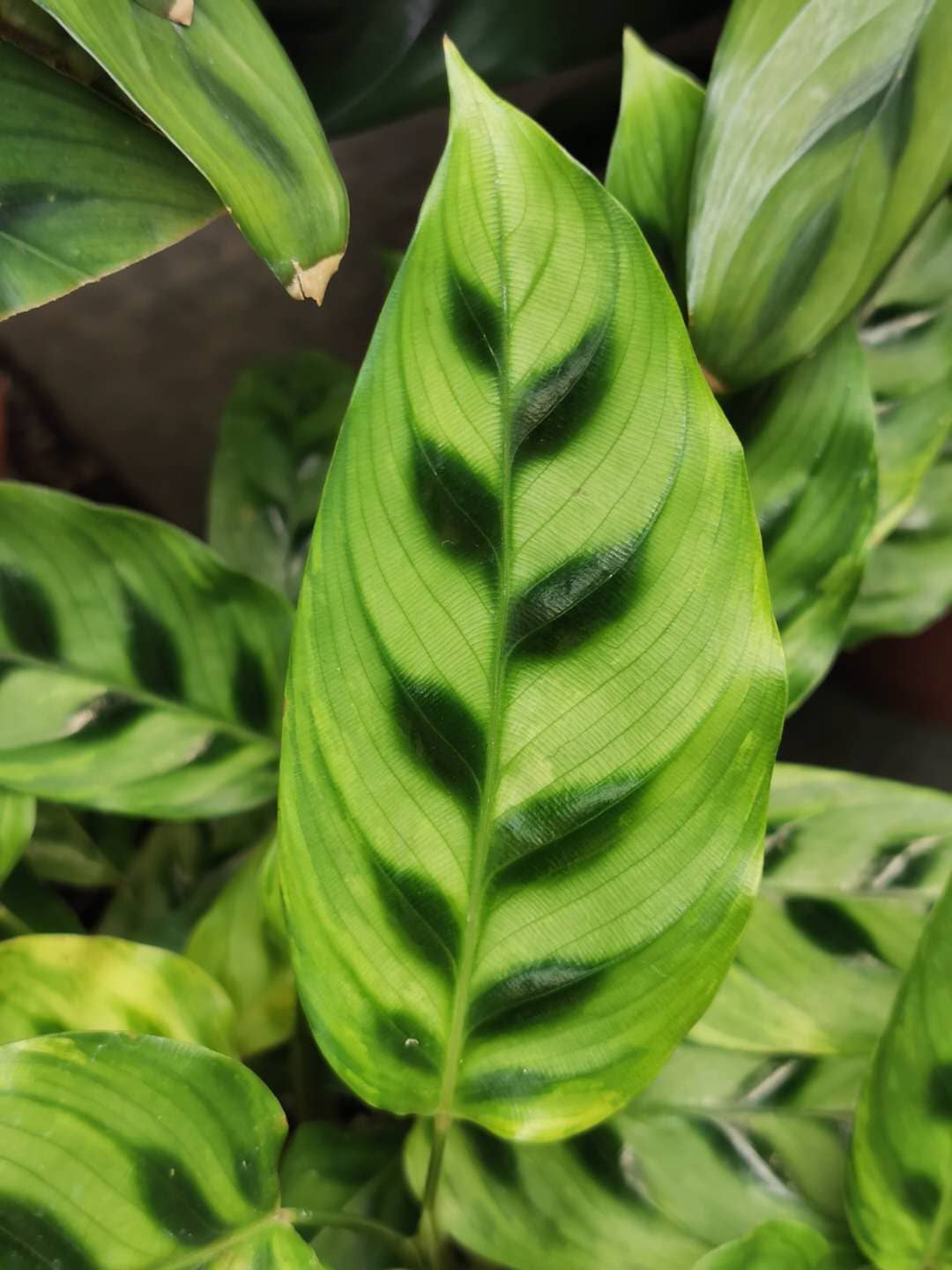 Close view of Goeppertia concinna (Goeppertia concinna) foliage.