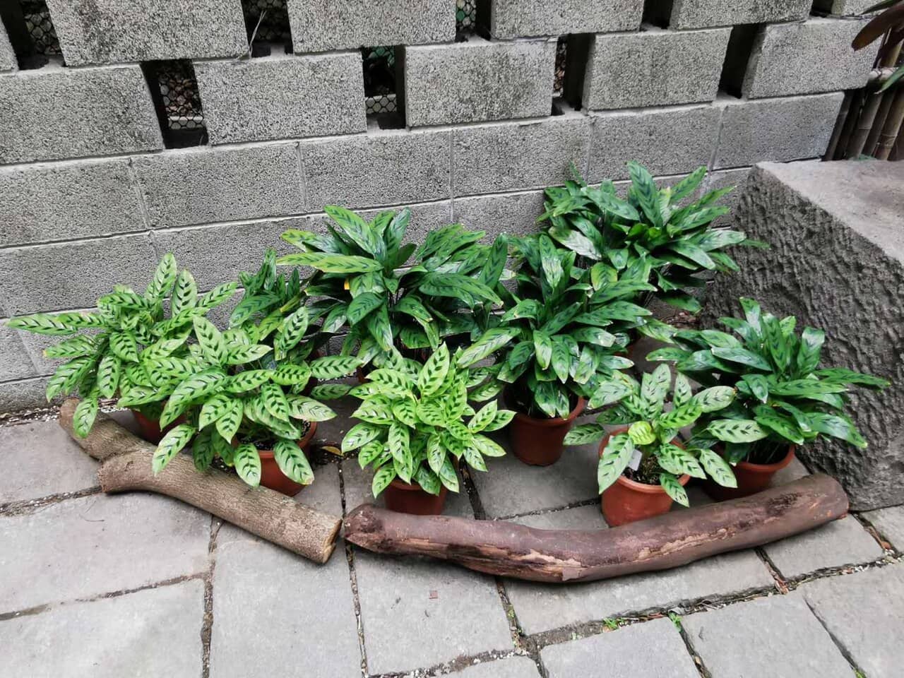 Goeppertia concinna (Goeppertia concinna) growing in a pot.