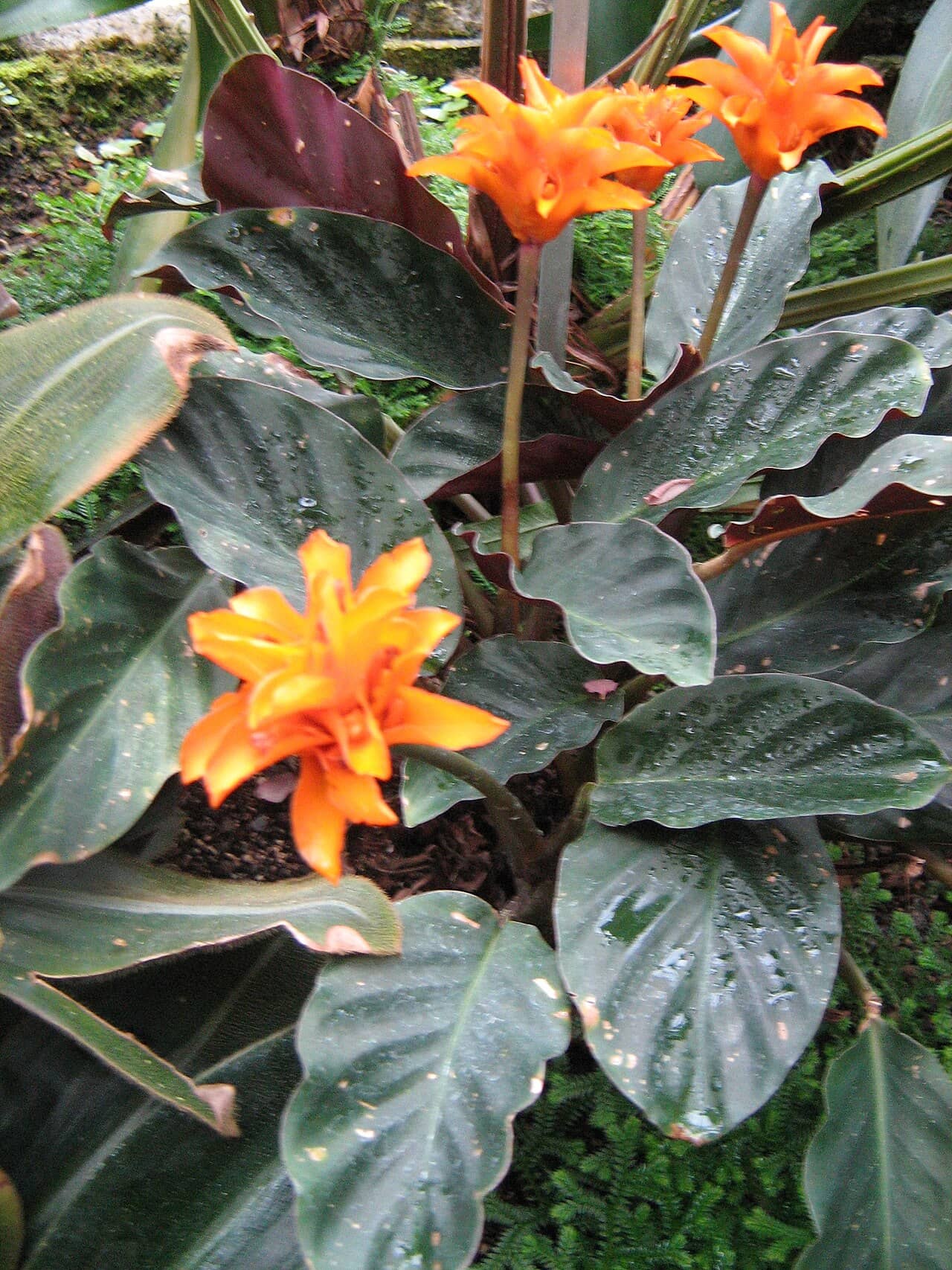 Eternal Flame Plant (Goeppertia crocata), the whole plant.