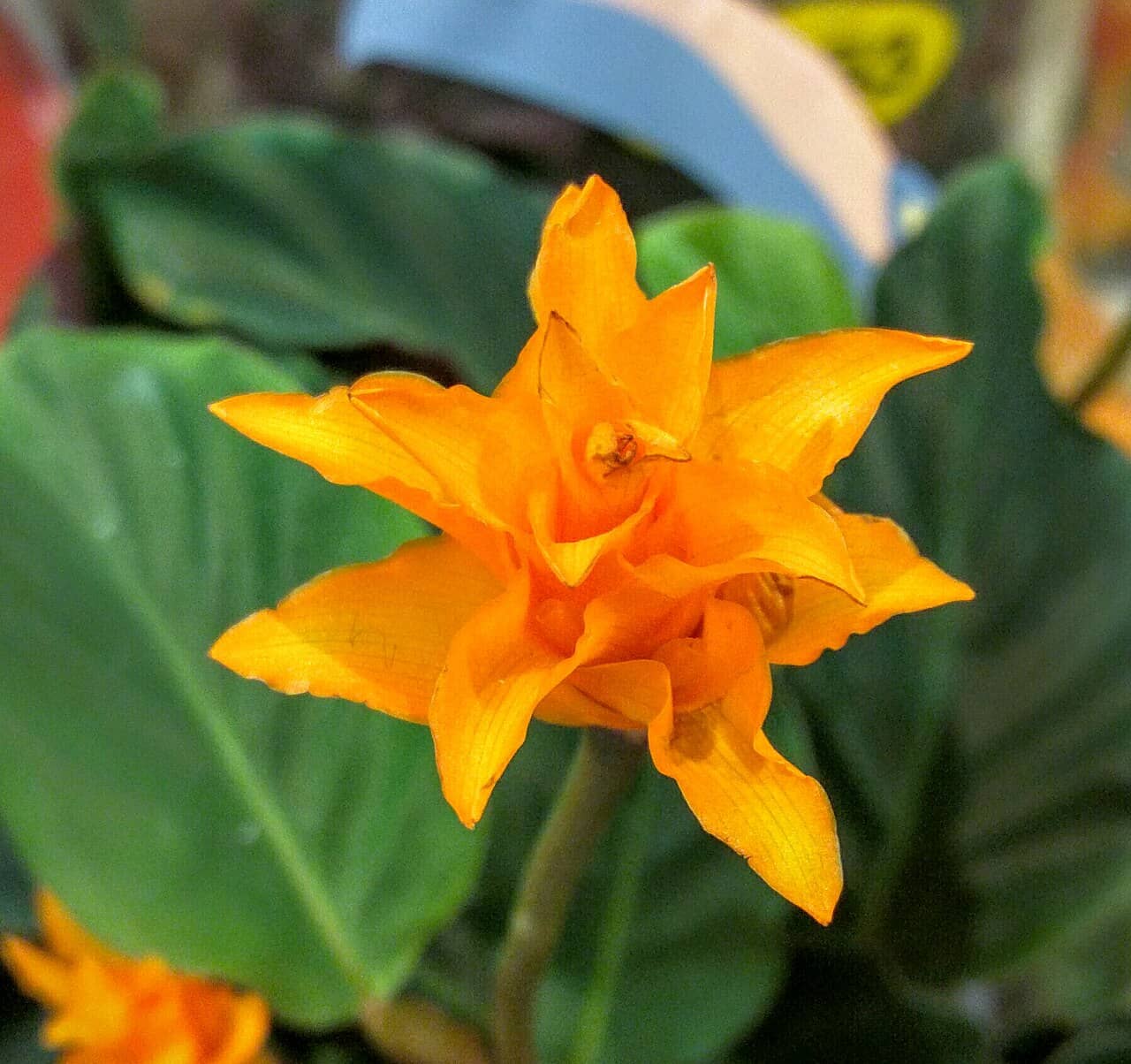 Flowers of Eternal Flame Plant (Goeppertia crocata).