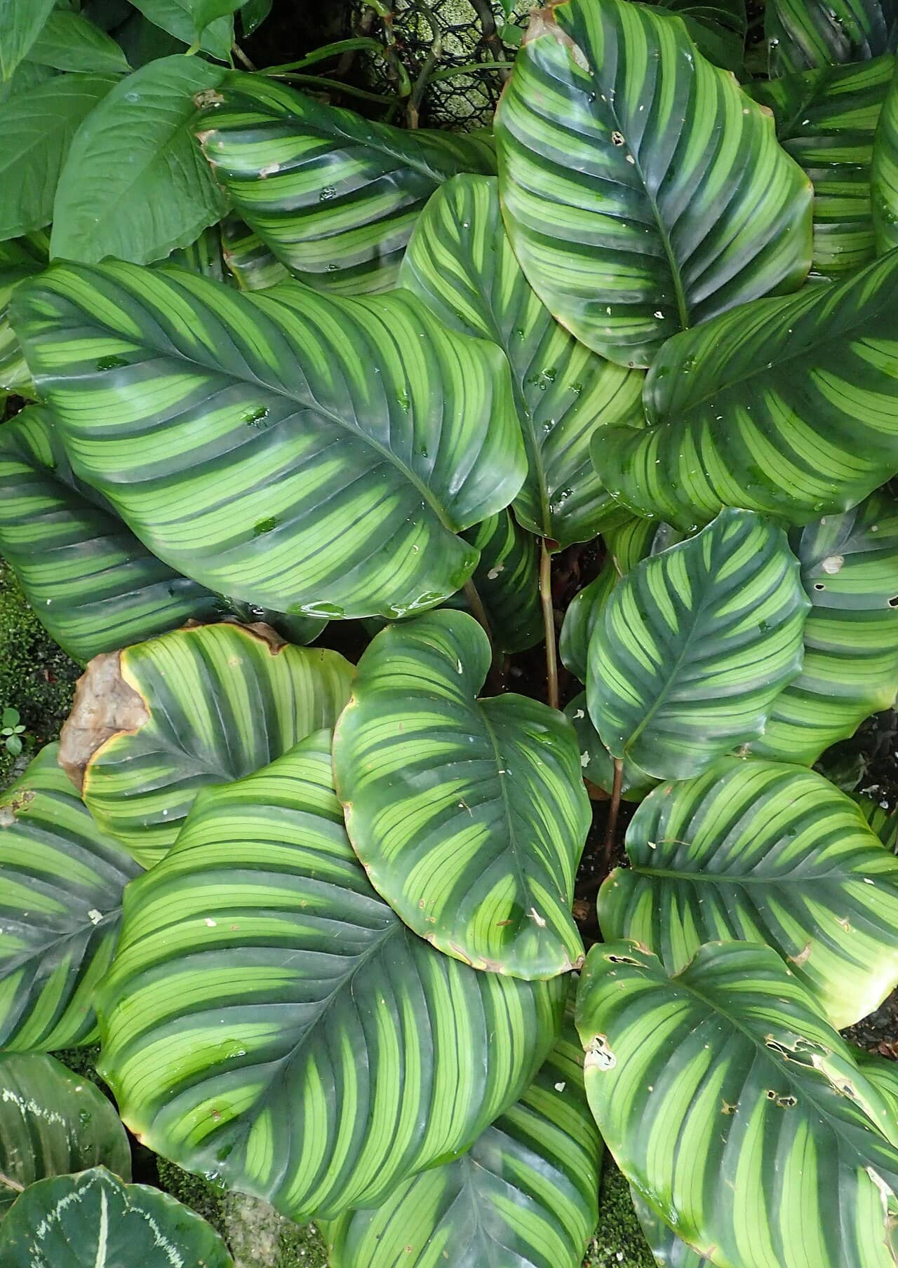 Goeppertia fasciata (Goeppertia fasciata), the whole plant.