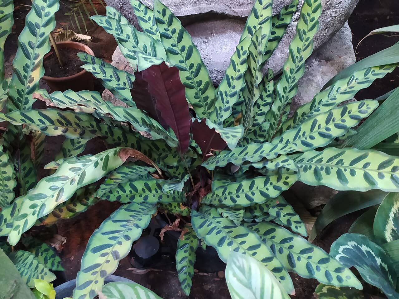 Prayer Plant (Goeppertia insignis), the whole plant.