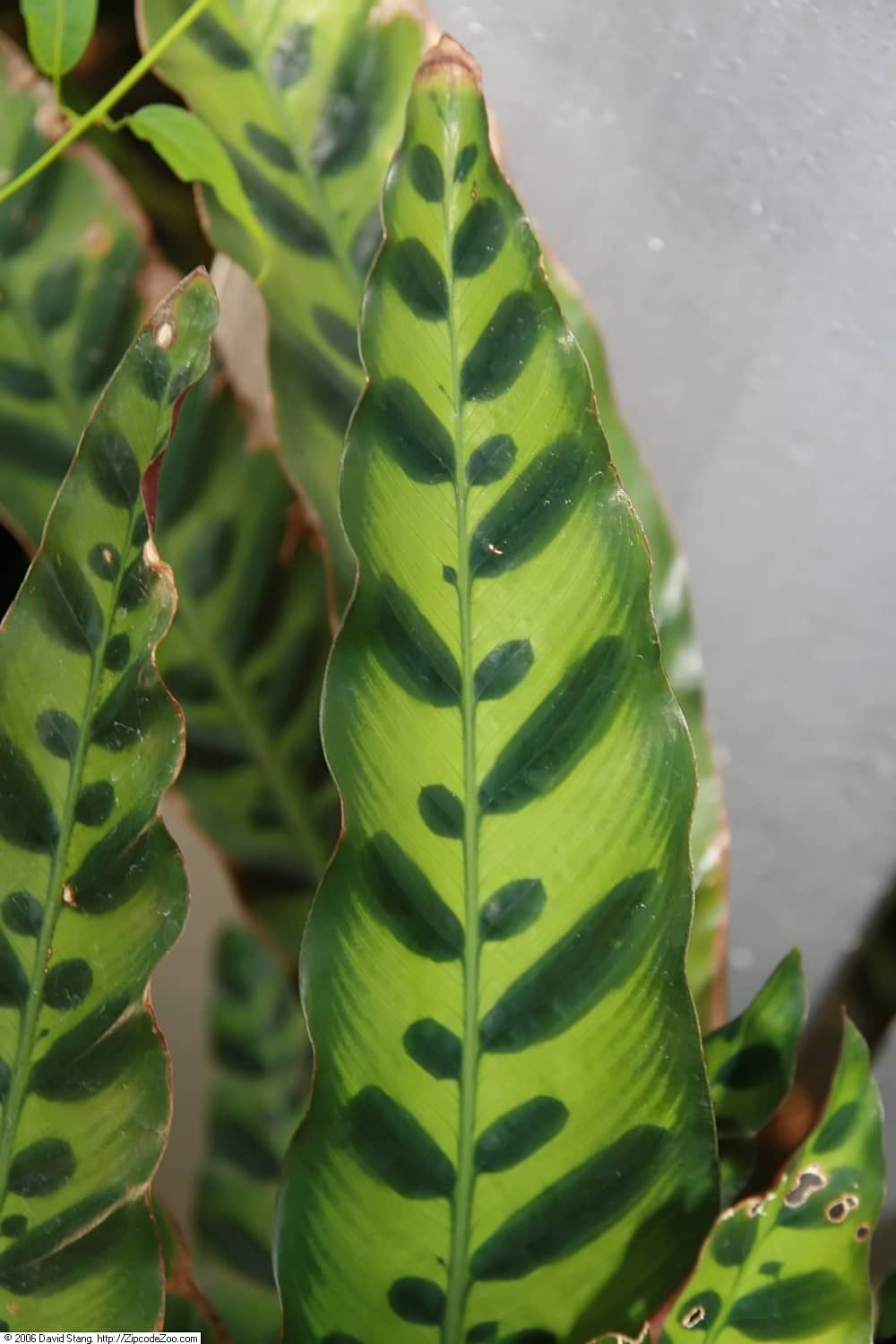 Close view of Prayer Plant (Goeppertia insignis) foliage.