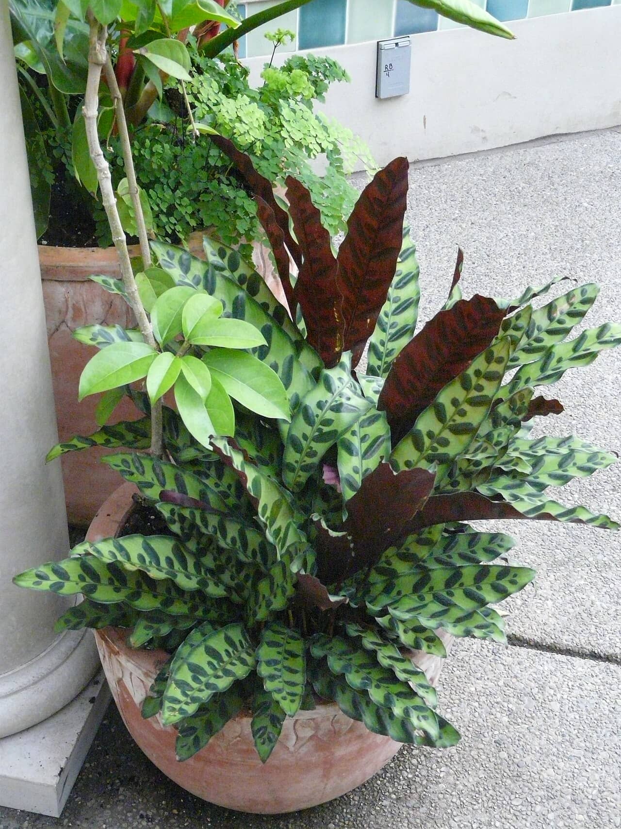 Prayer Plant (Goeppertia insignis) growing in a pot.