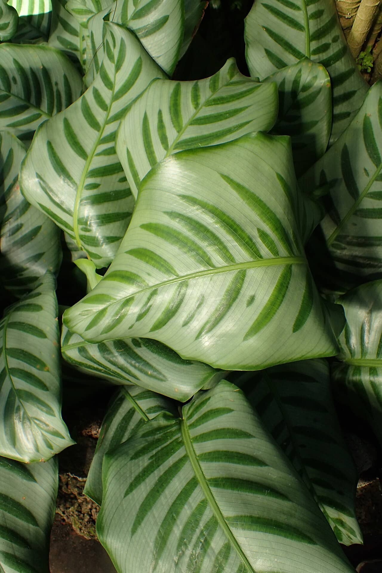 Mosaic Calathea (Goeppertia kegeljanii), the whole plant.
