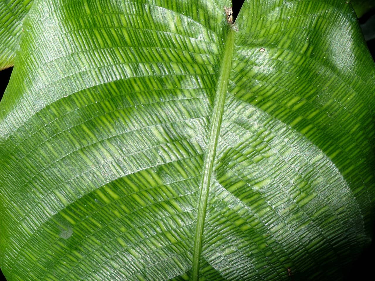 Close view of Mosaic Calathea (Goeppertia kegeljanii) foliage.
