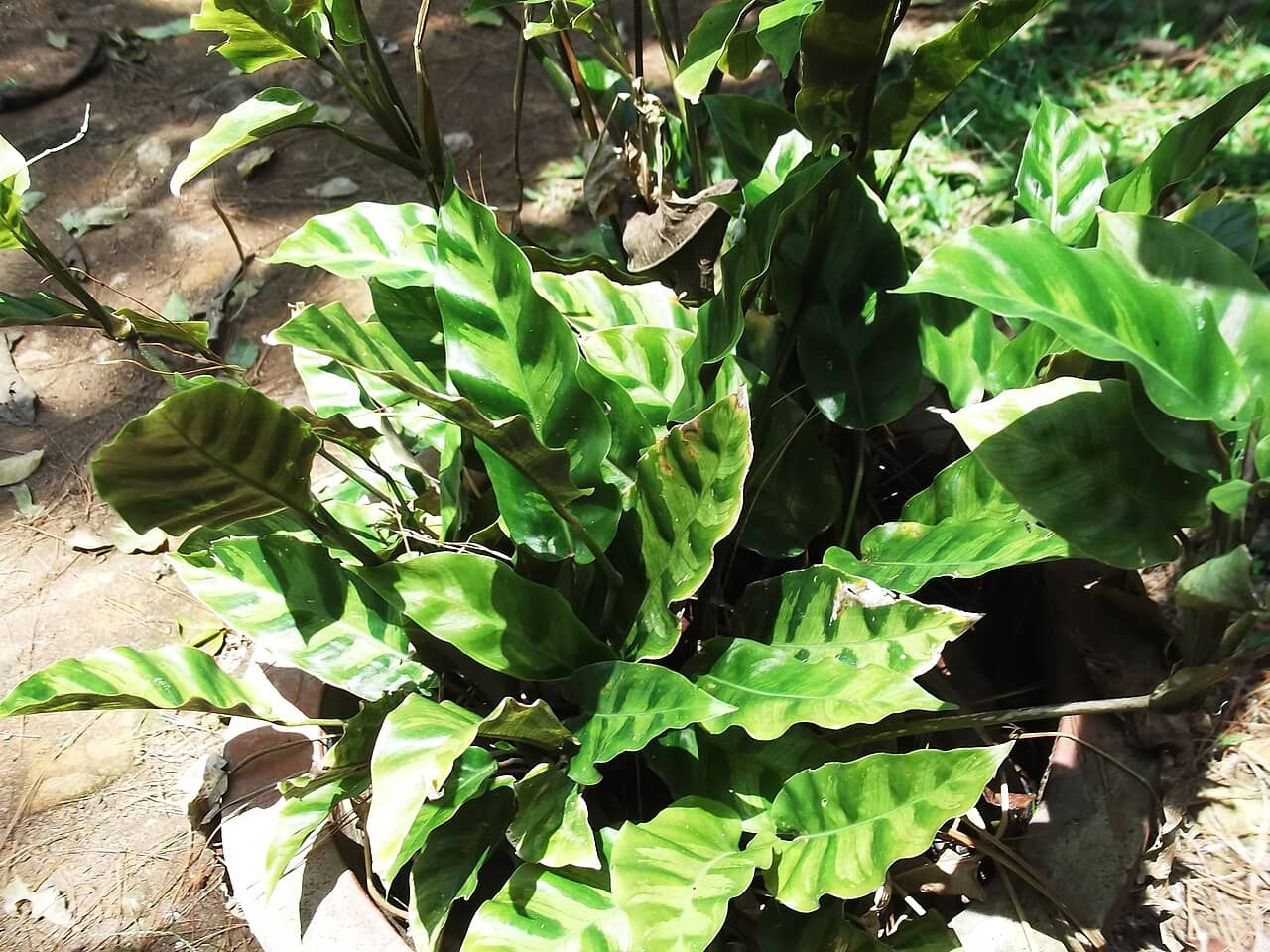 Goeppertia lietzei (Goeppertia lietzei), the whole plant.