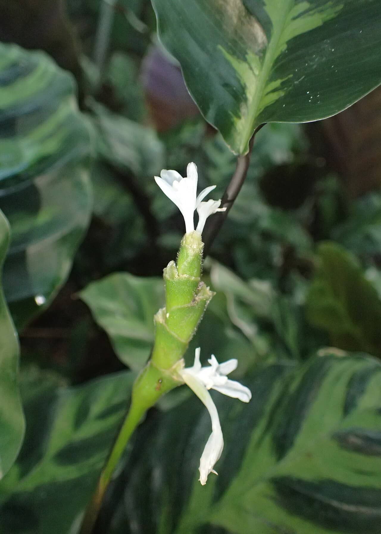 Flowers of Goeppertia lietzei (Goeppertia lietzei).