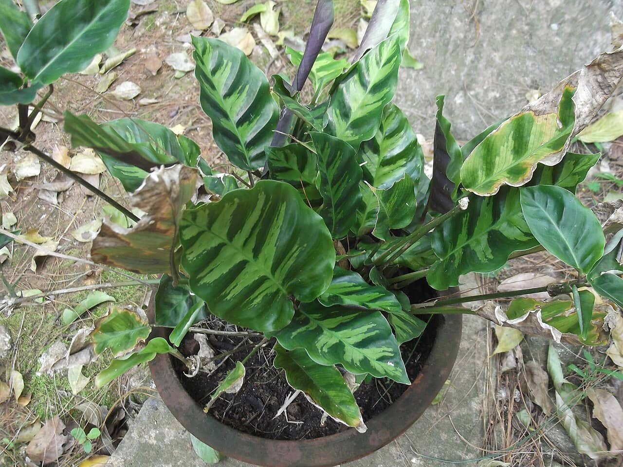 Goeppertia lietzei (Goeppertia lietzei) growing in a pot.