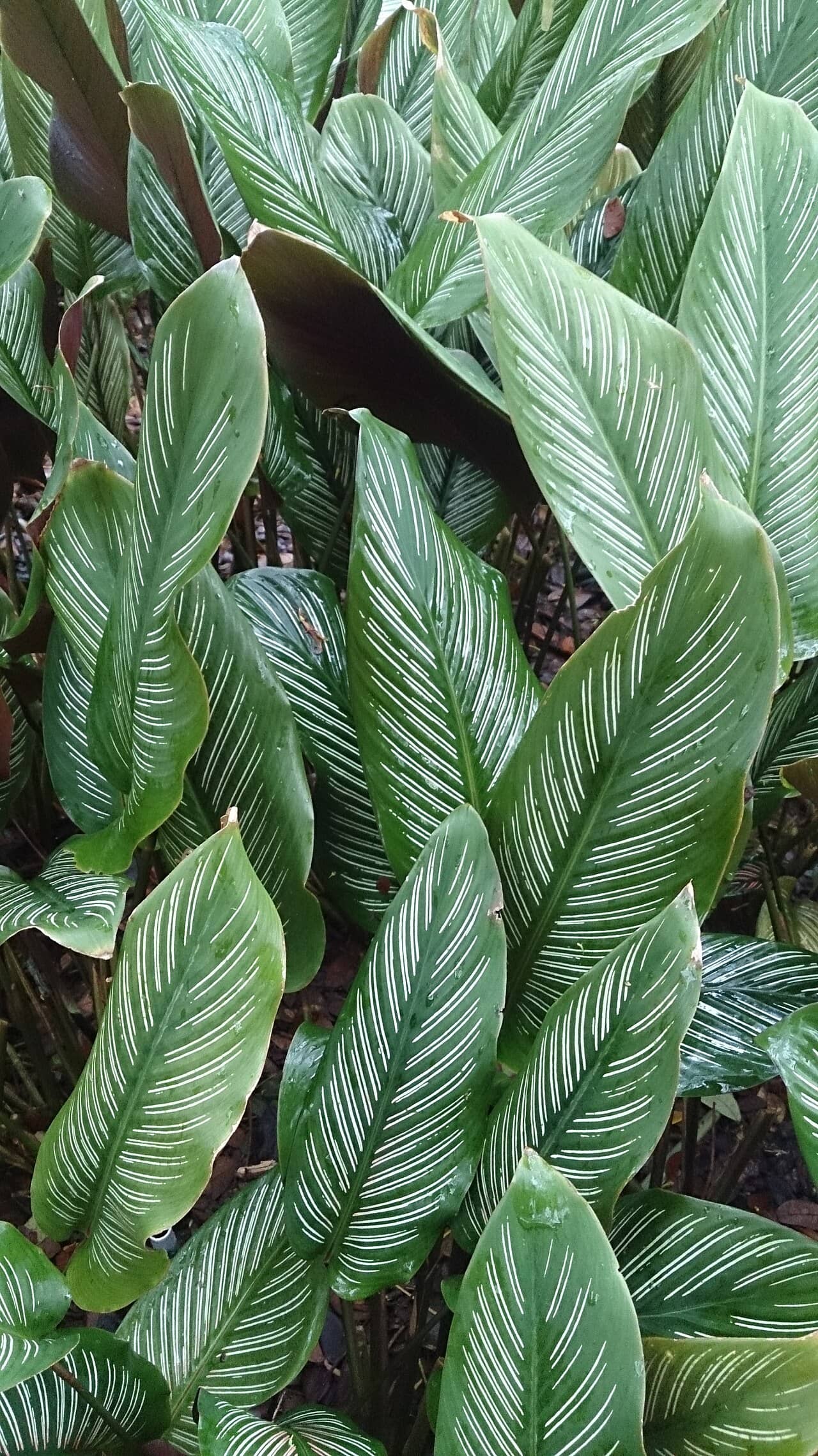 Majestic Prayer Plant (Goeppertia majestica), the whole plant.