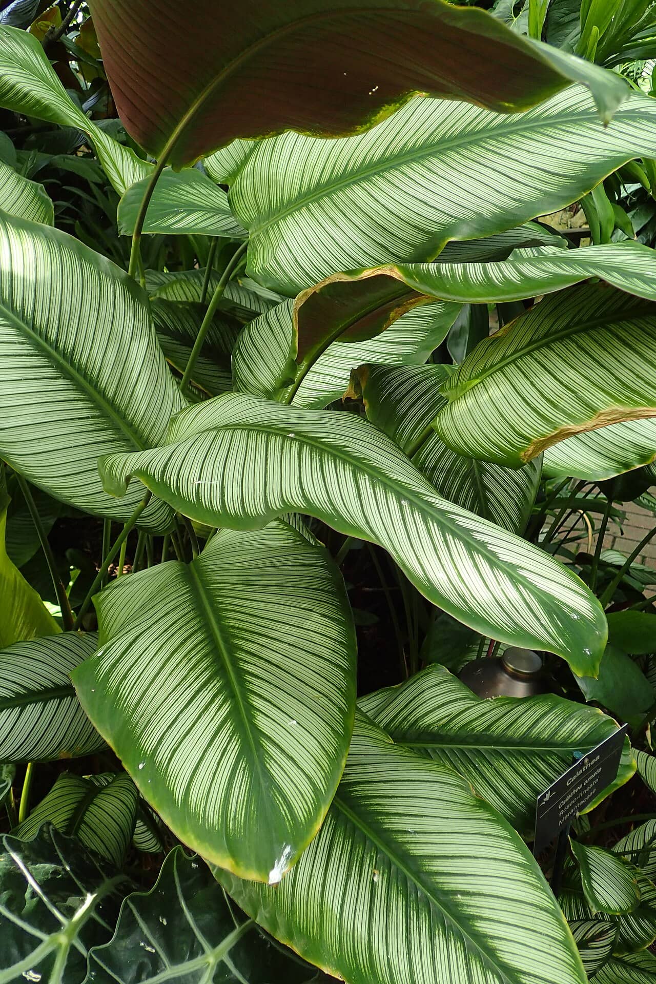 Close view of Majestic Prayer Plant (Goeppertia majestica) foliage.