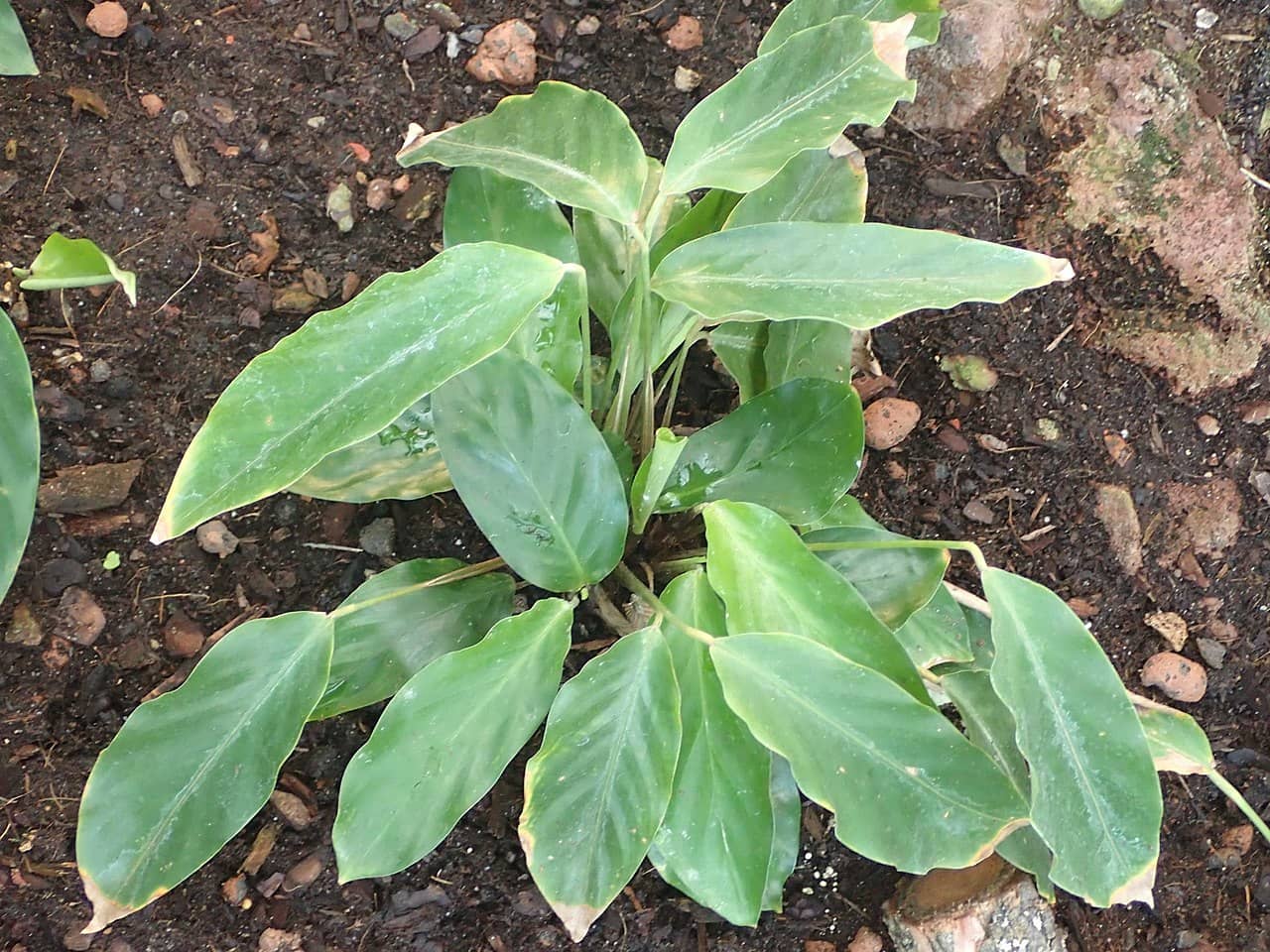Miniature Calathea (Goeppertia micans), the whole plant.