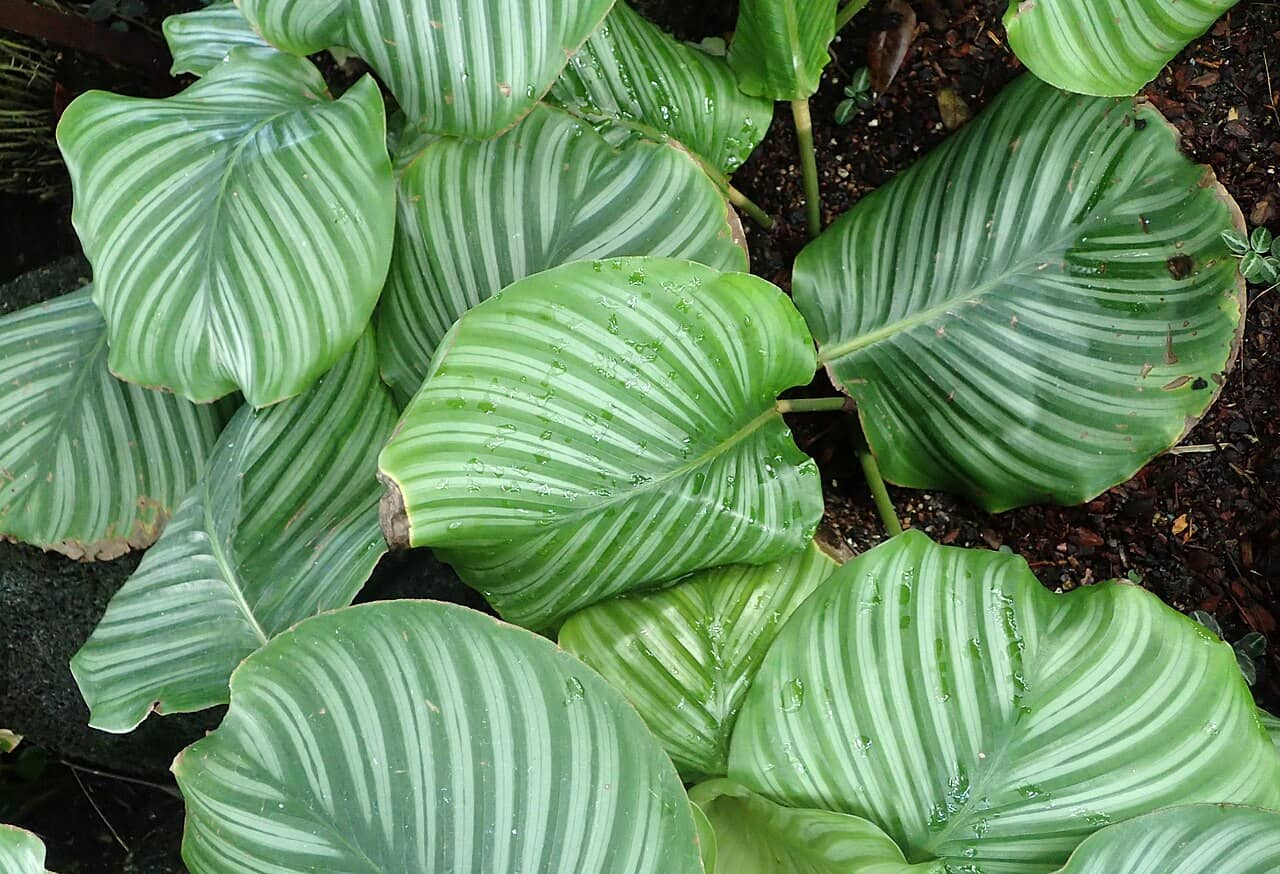 Close view of Goeppertia orbifolia (Goeppertia orbifolia) foliage.