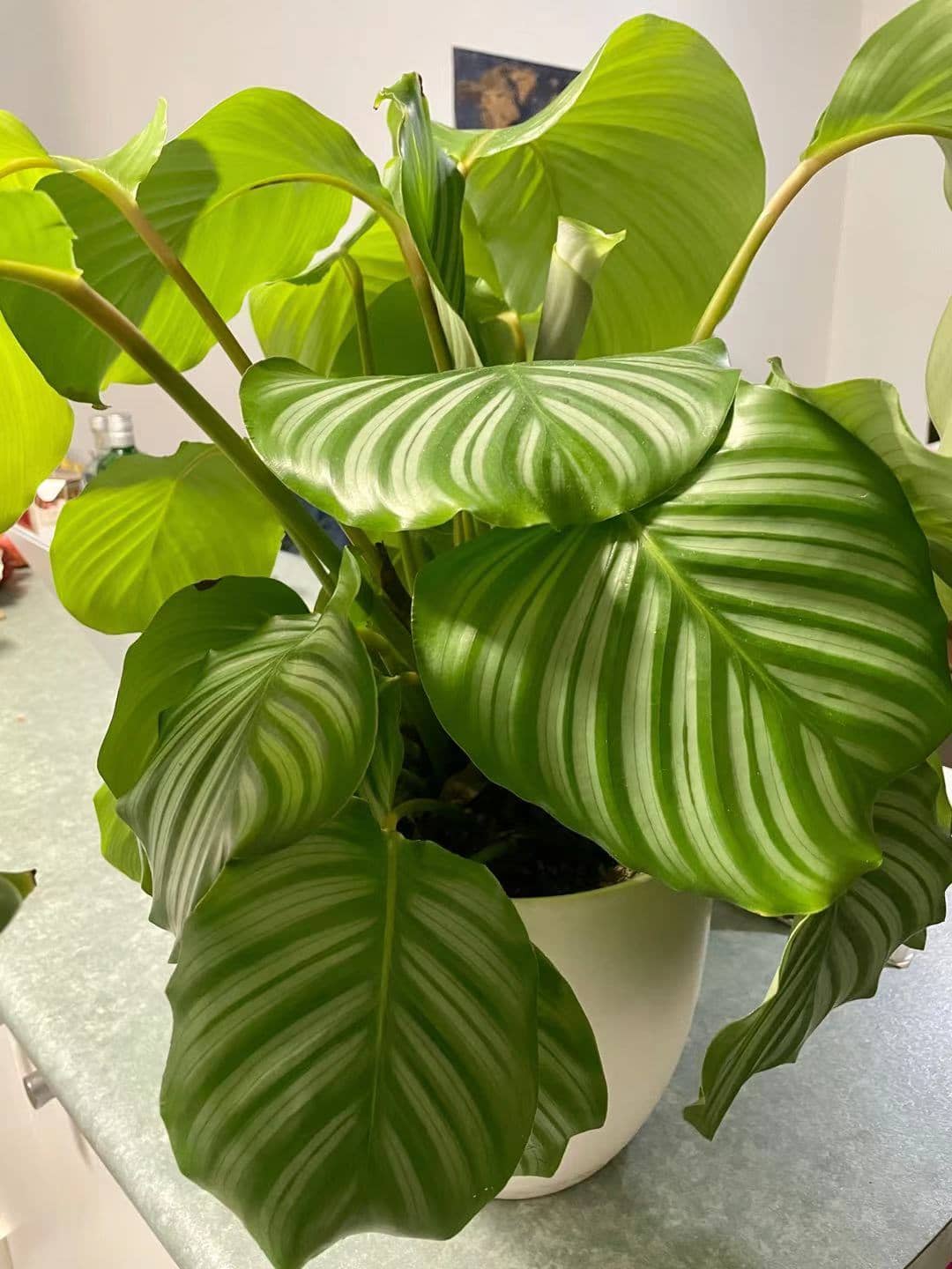 Goeppertia orbifolia (Goeppertia orbifolia) growing in a pot.
