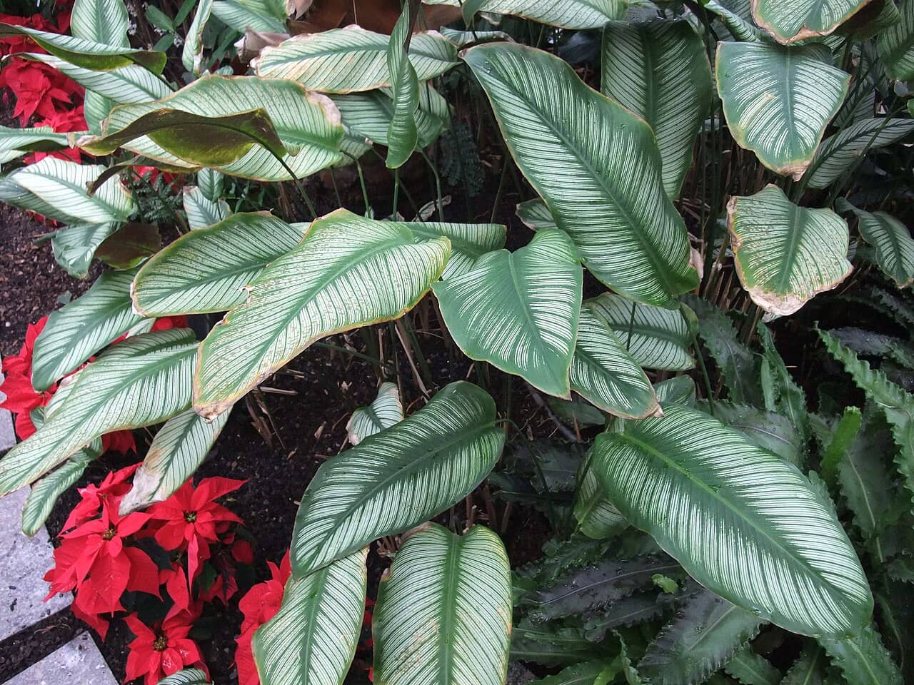 Pinstripe Calathea (Goeppertia ornata), the whole plant.