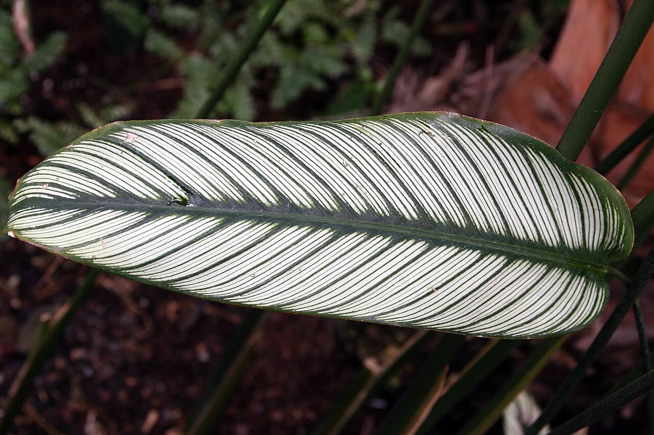 Close view of Pinstripe Calathea (Goeppertia ornata) foliage.