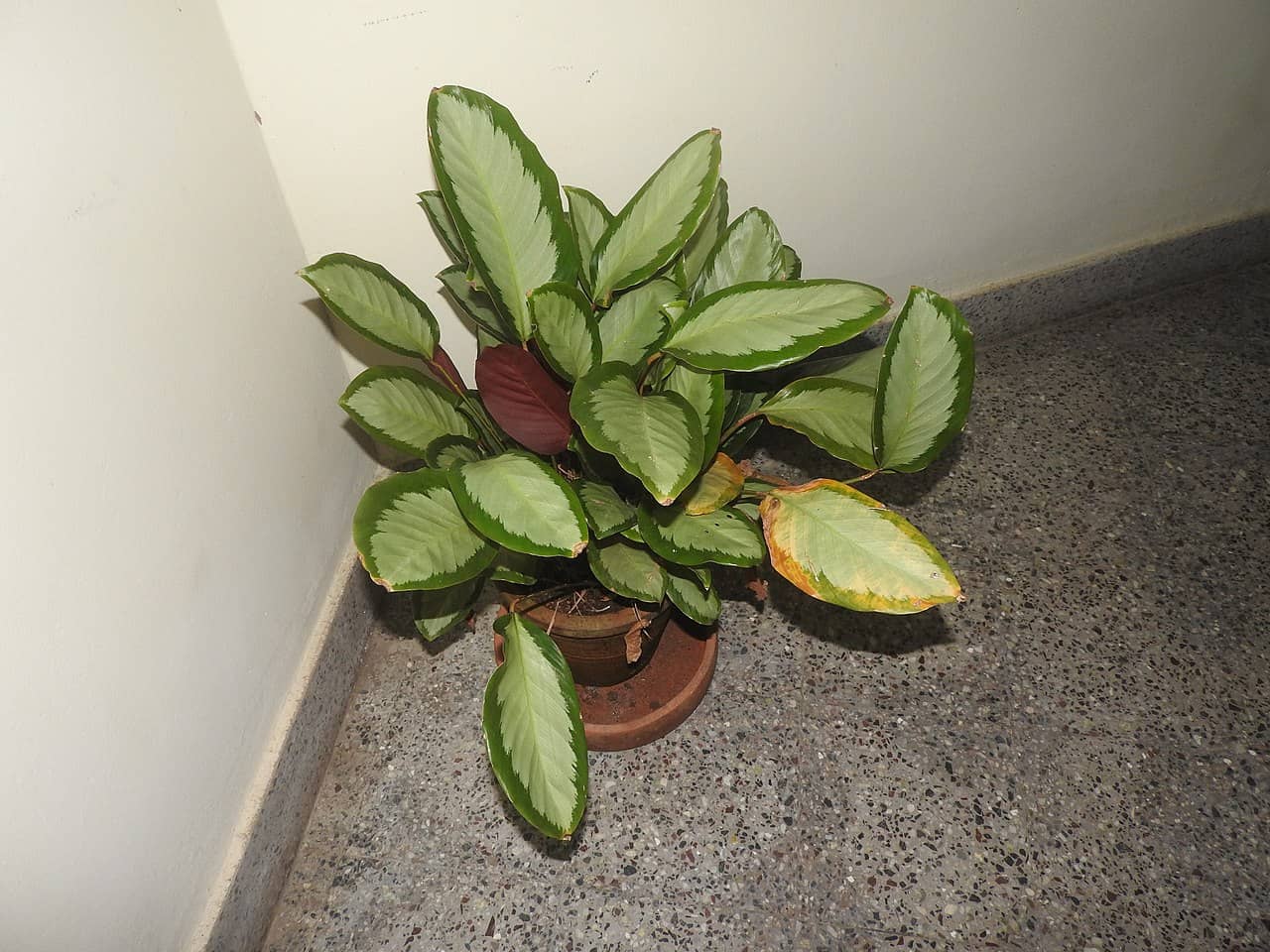 Goeppertia picturata (Goeppertia picturata), the whole plant.