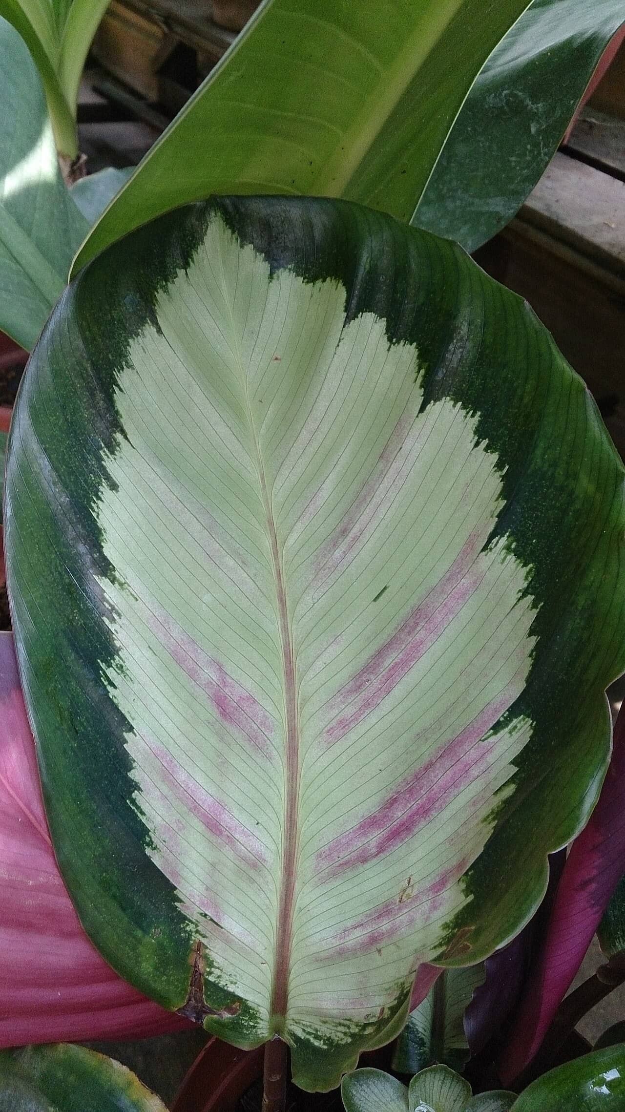 Close view of Goeppertia picturata (Goeppertia picturata) foliage.