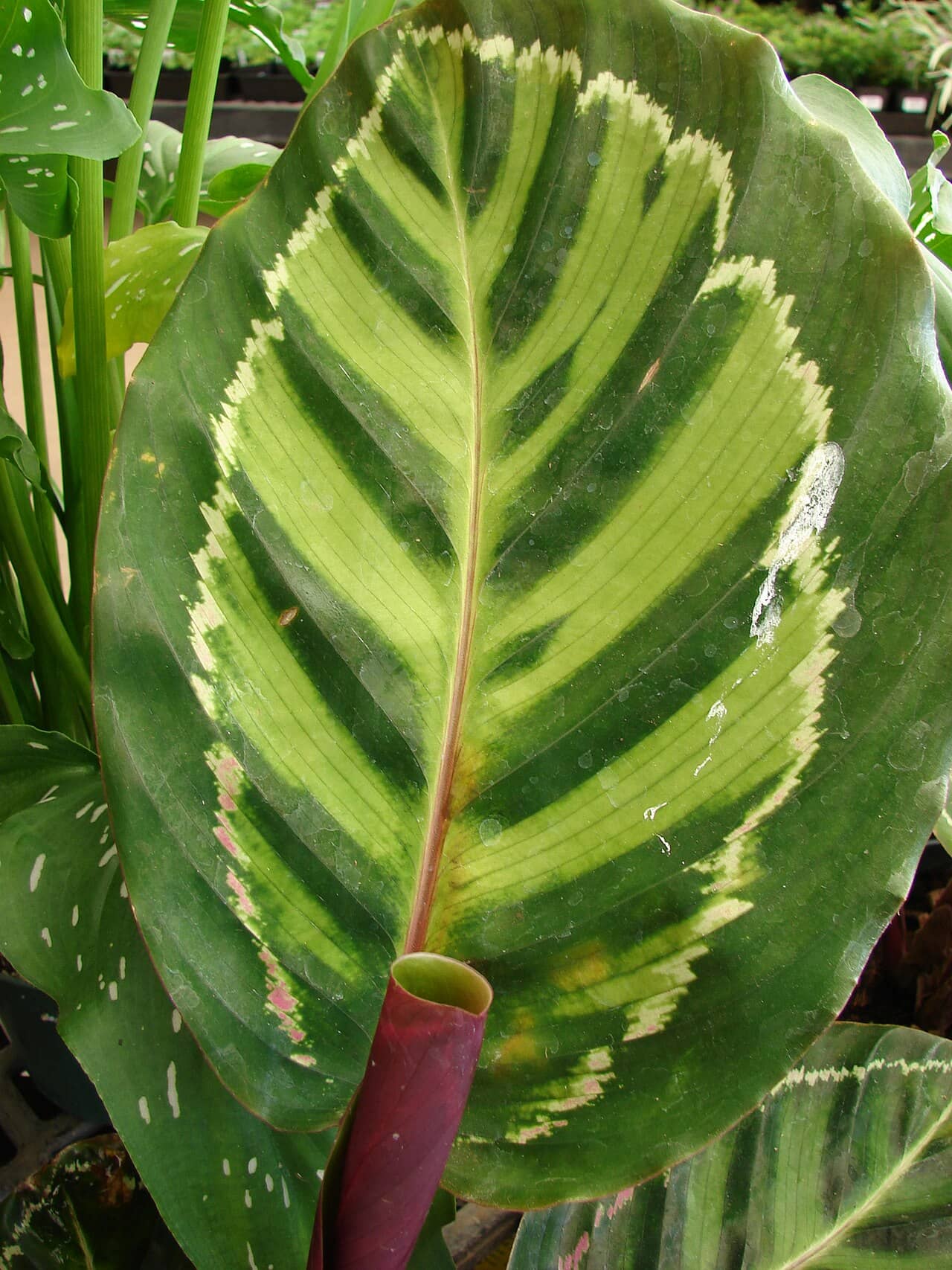 Close view of Jungle Rose (Goeppertia roseopicta) foliage.