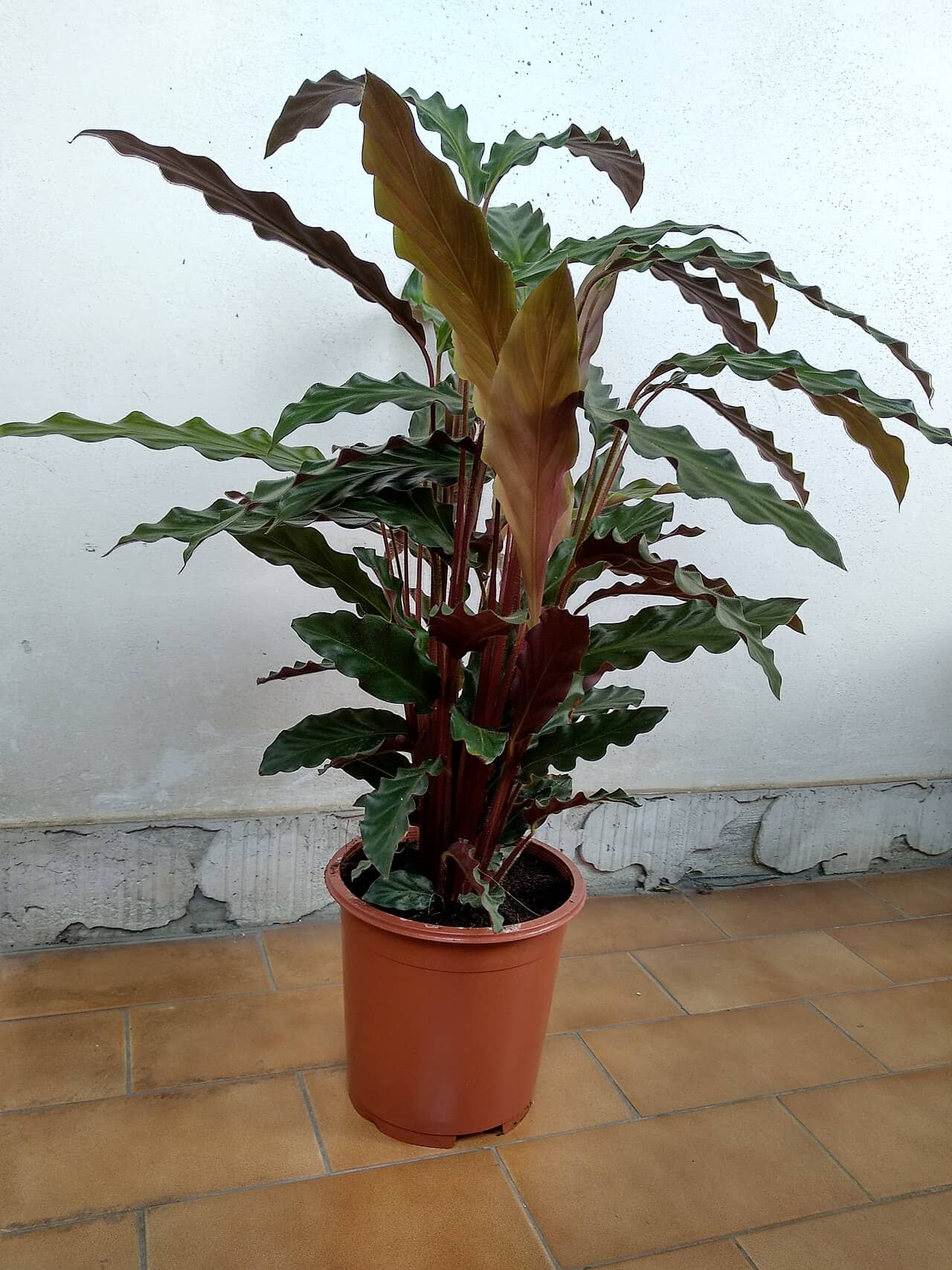 Furry Feather Calathea (Goeppertia rufibarba), the whole plant.