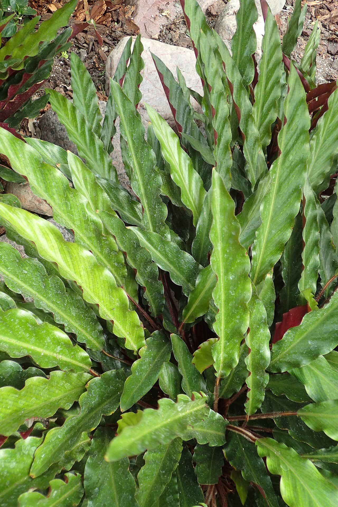 Close view of Furry Feather Calathea (Goeppertia rufibarba) foliage.