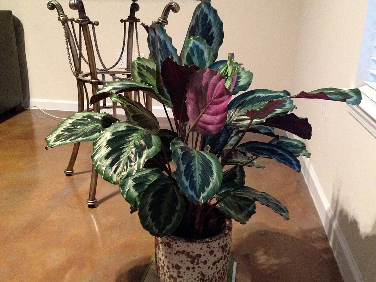 Calathea Medallion (Goeppertia veitchiana), the whole plant.