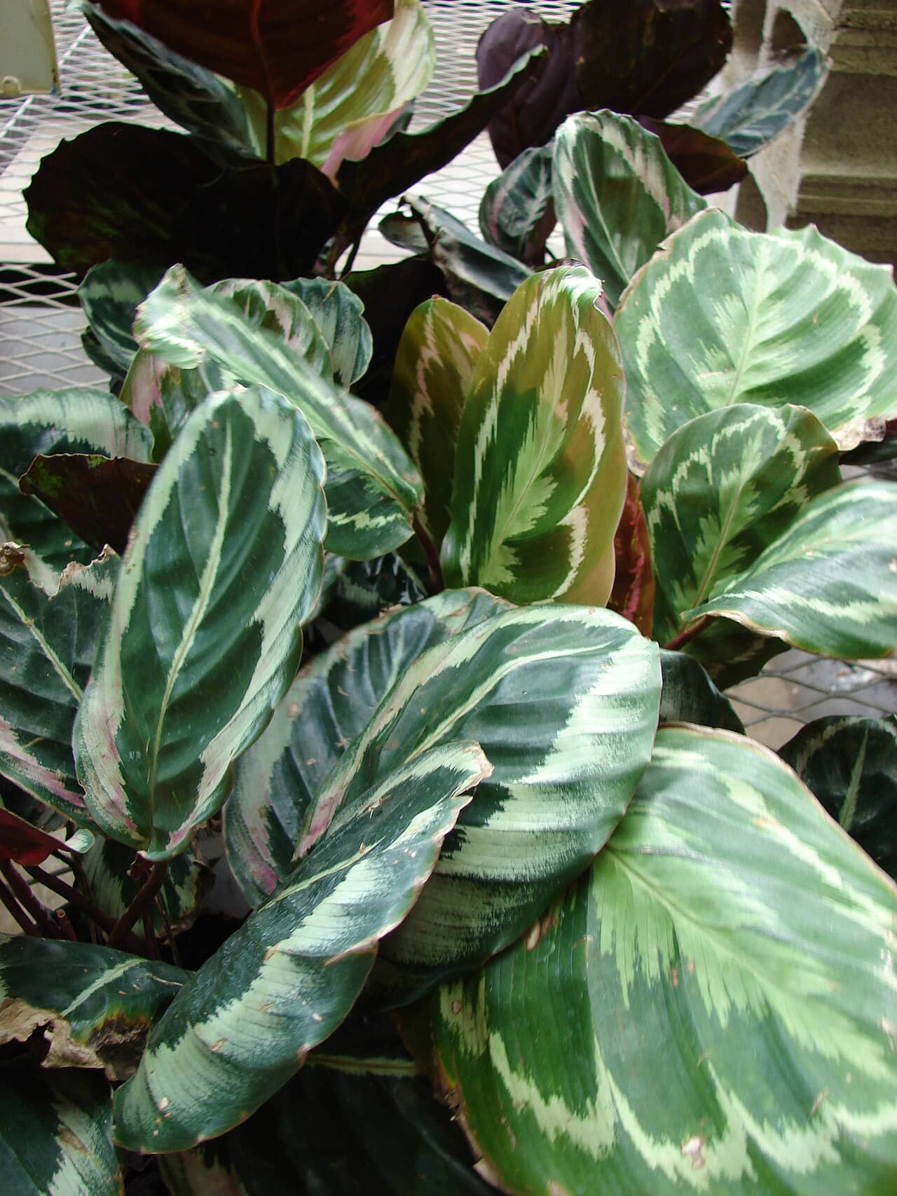 Close view of Calathea Medallion (Goeppertia veitchiana) foliage.