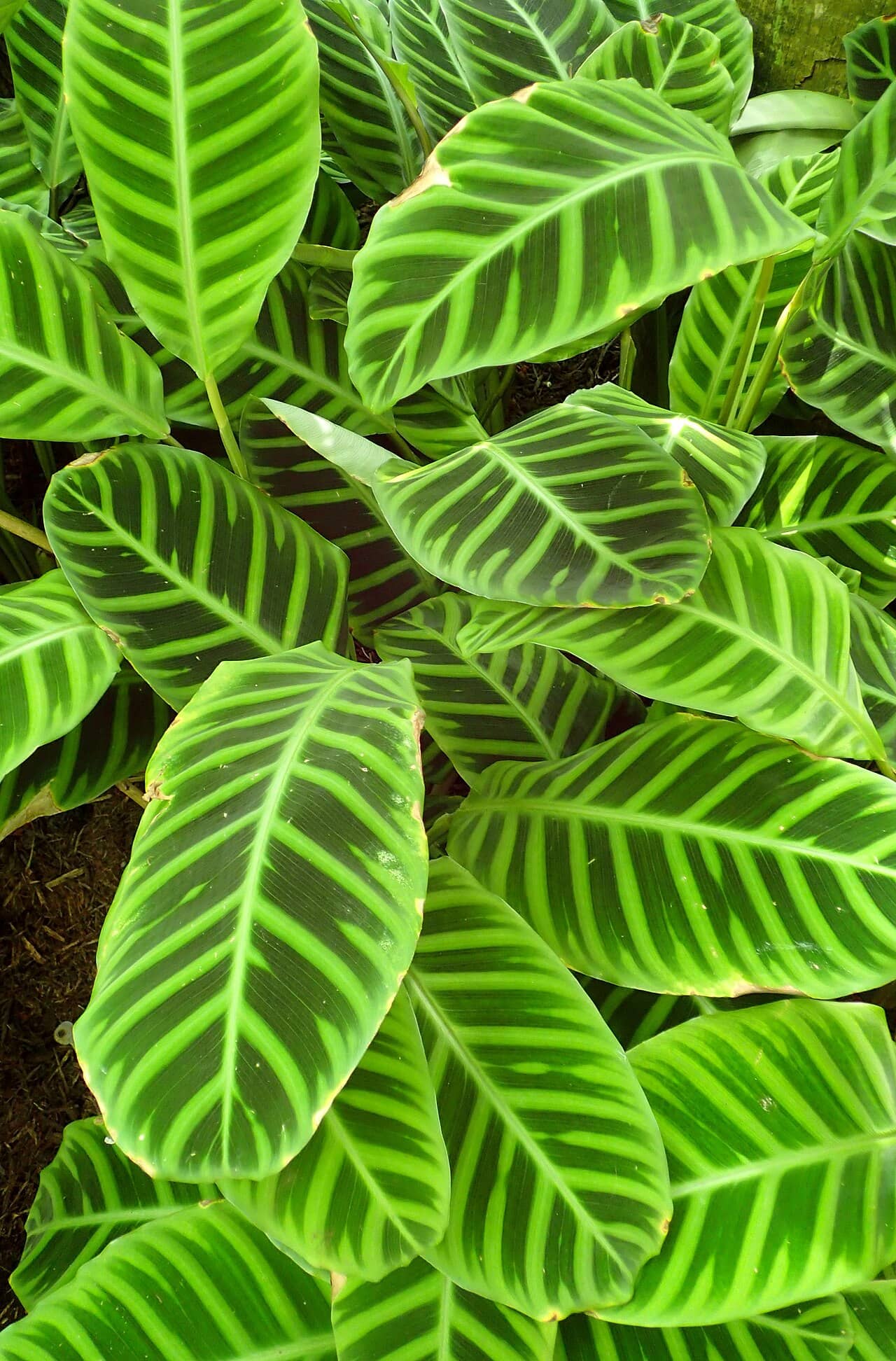 Peacock Plant (Goeppertia zebrina), the whole plant.