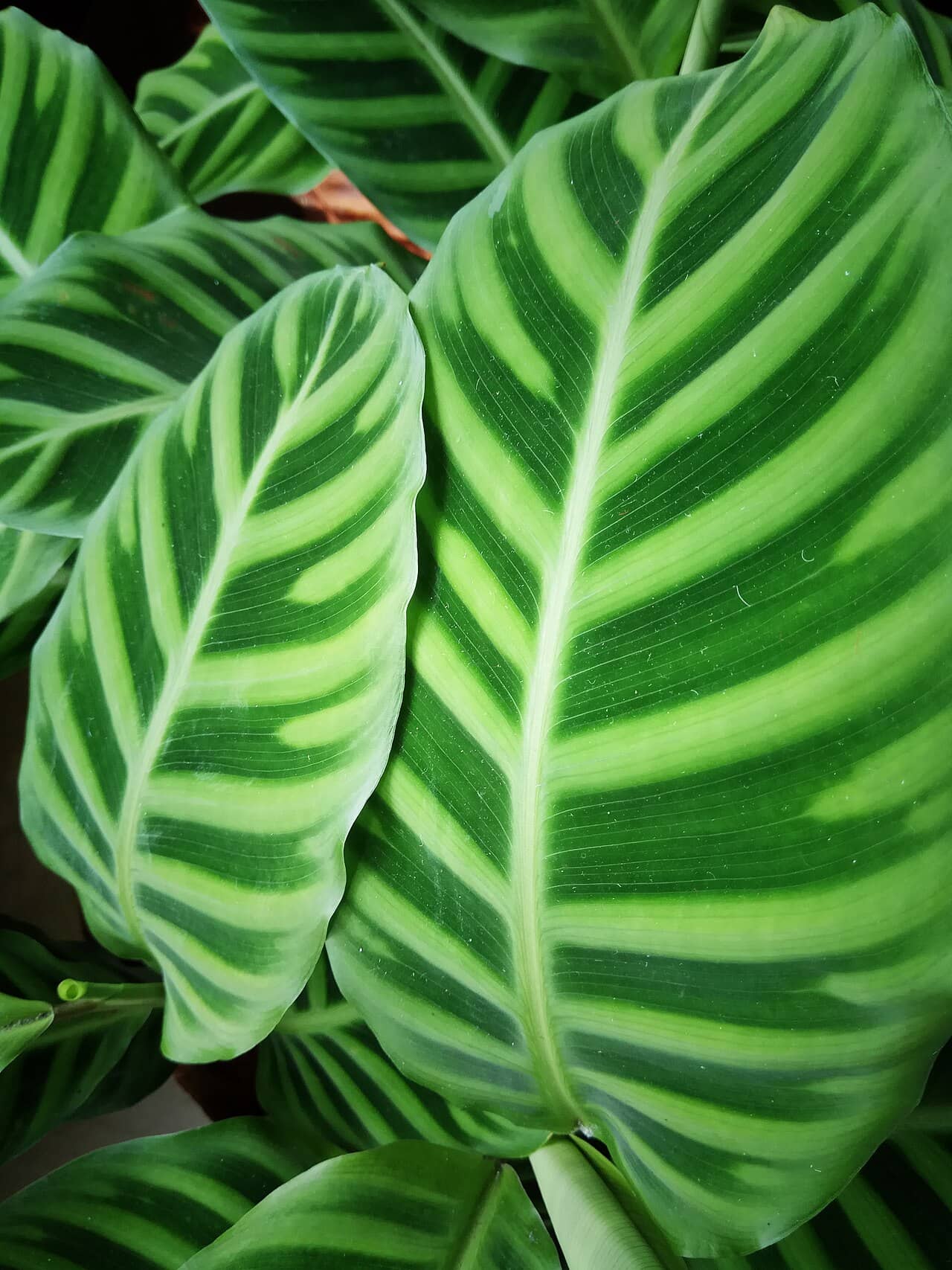 Close view of Peacock Plant (Goeppertia zebrina) foliage.