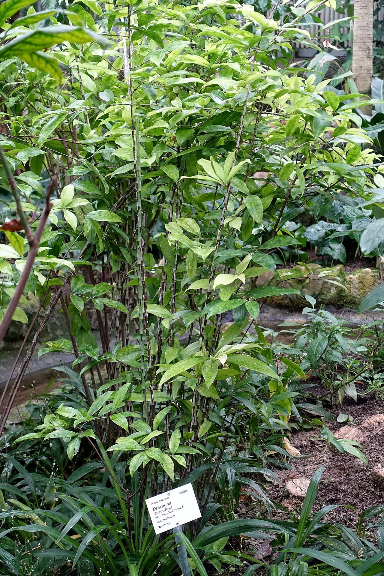 Gold Dust Dracaena (Dracaena surculosa), the whole plant.