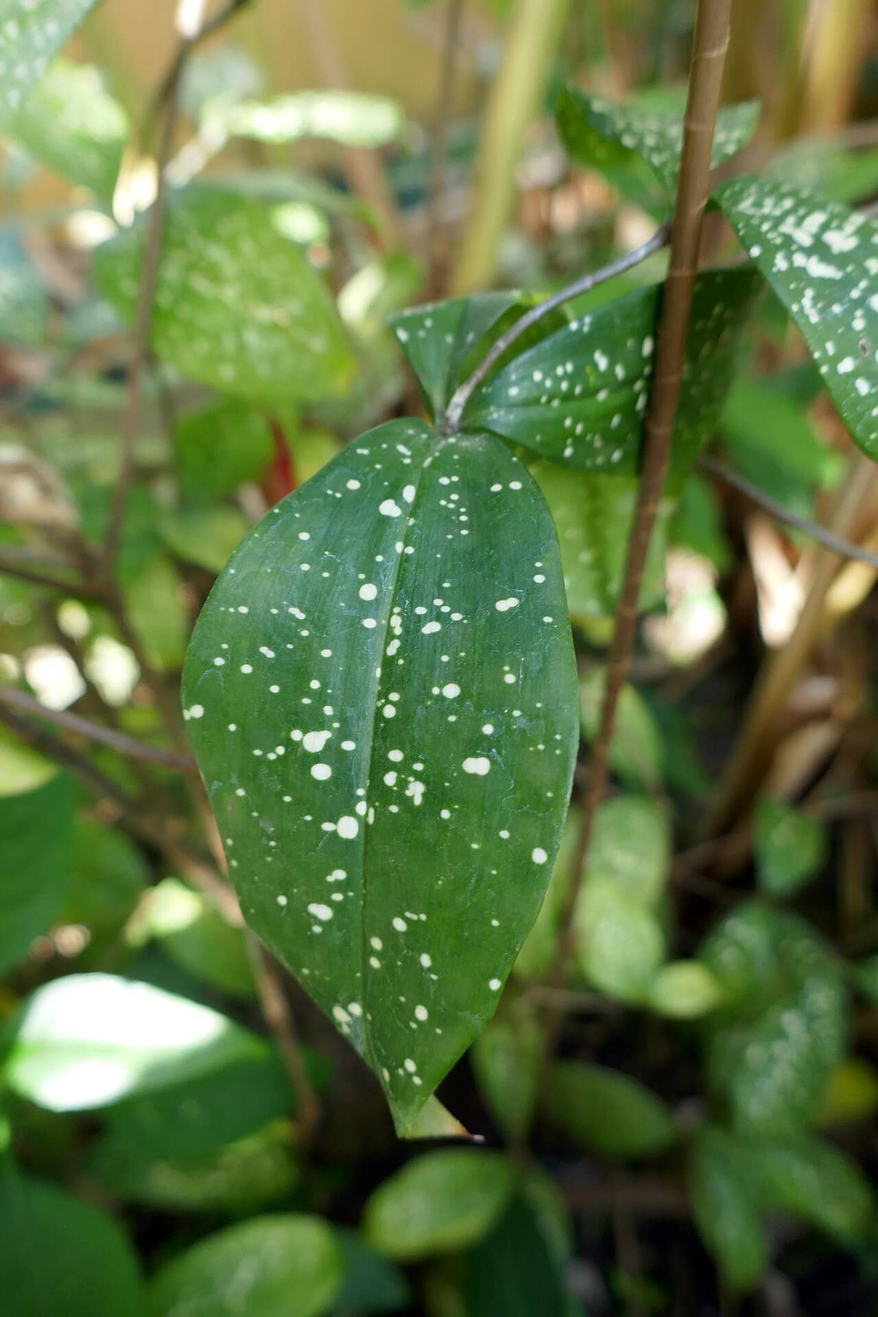 Close view of Gold Dust Dracaena (Dracaena surculosa) foliage.