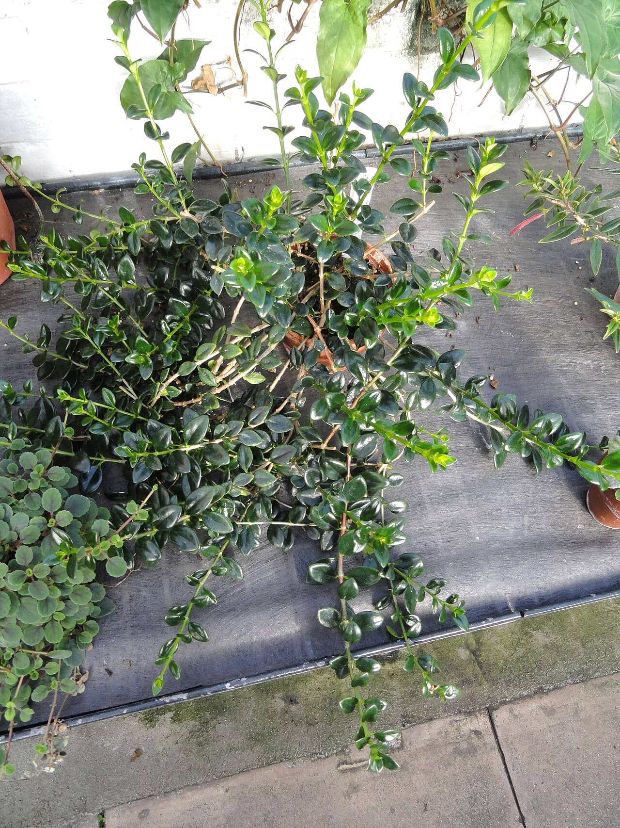 Goldfish plant (Nematanthus gregarius), the whole plant.