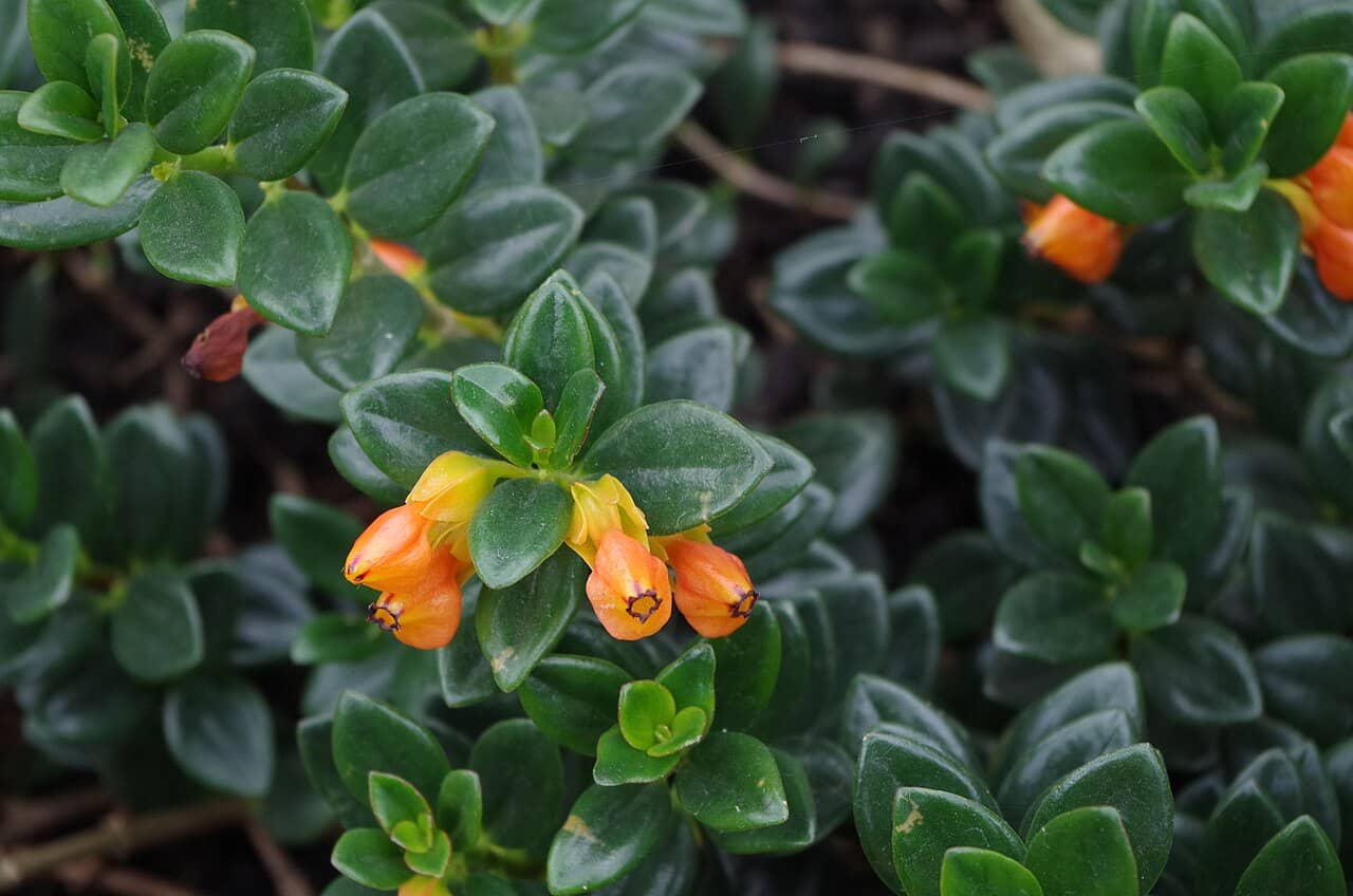 Flowers of Goldfish plant (Nematanthus gregarius).