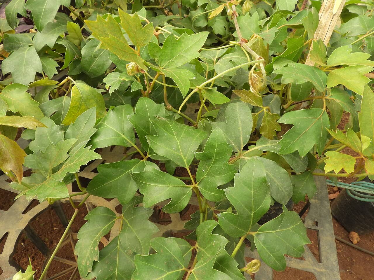 Grape ivy (Cissus rhombifolia), the whole plant.