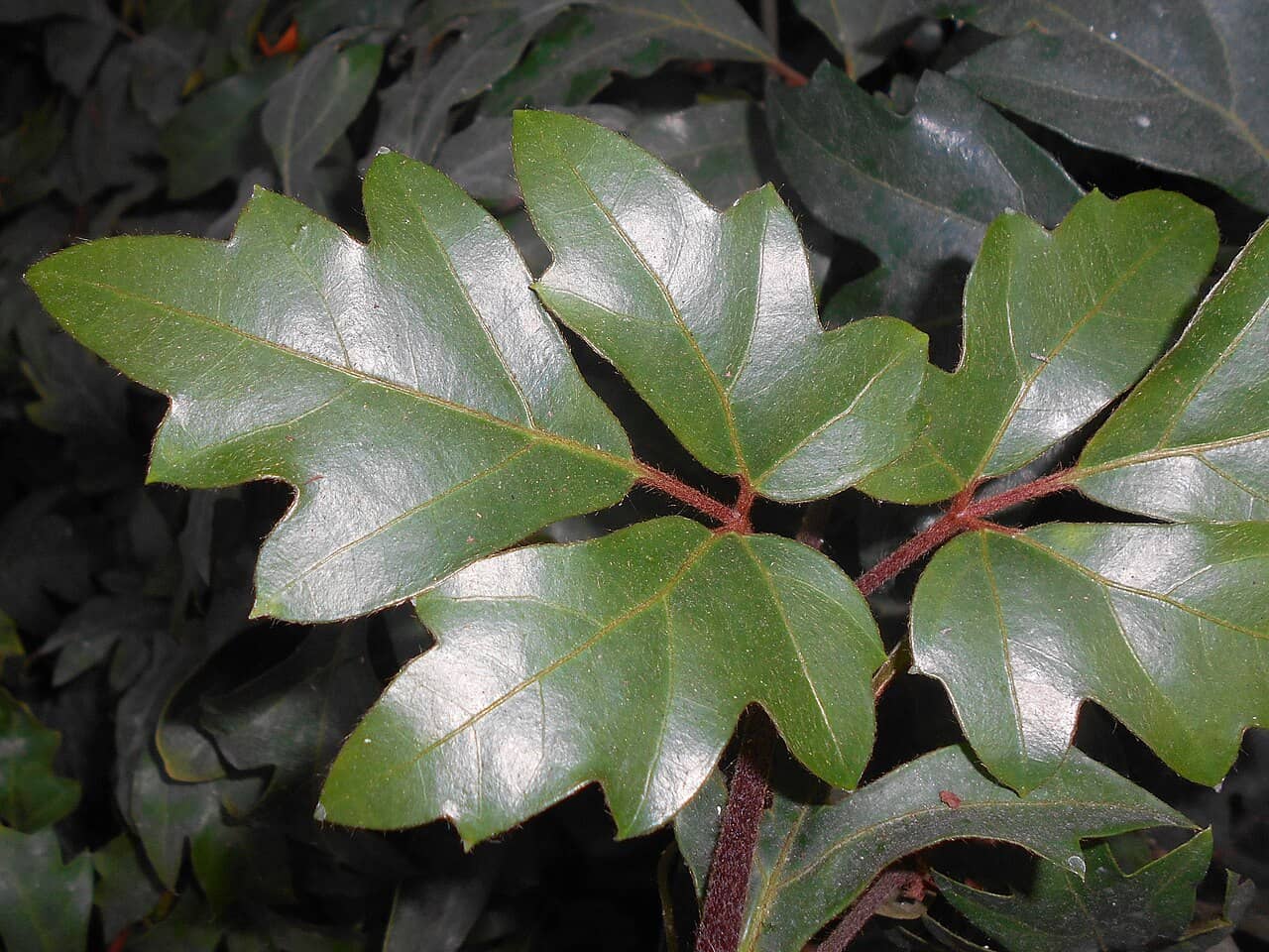 Close view of Grape ivy (Cissus rhombifolia) foliage.