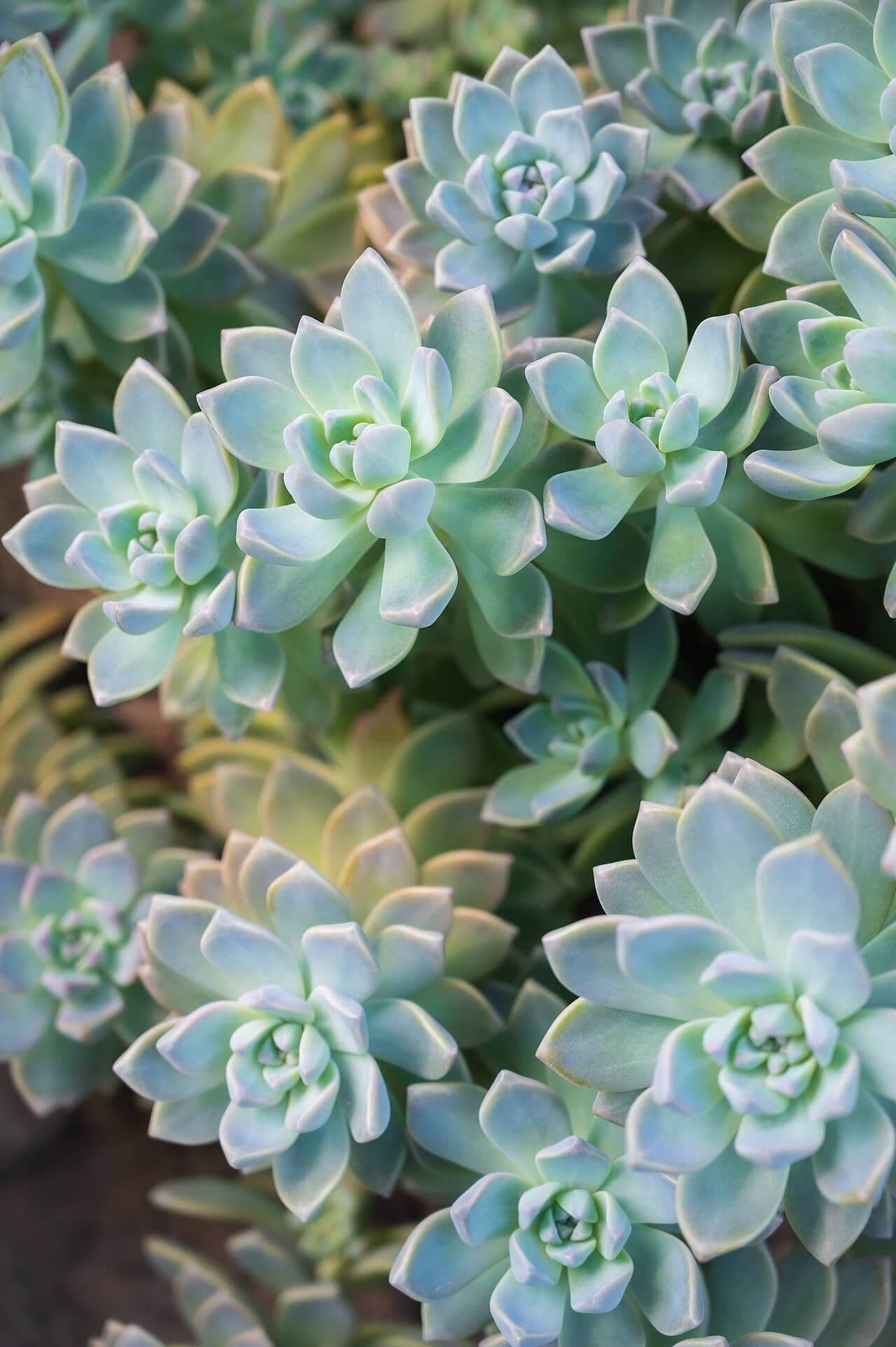 Ghost Plant (Graptopetalum paraguayense), the whole plant.