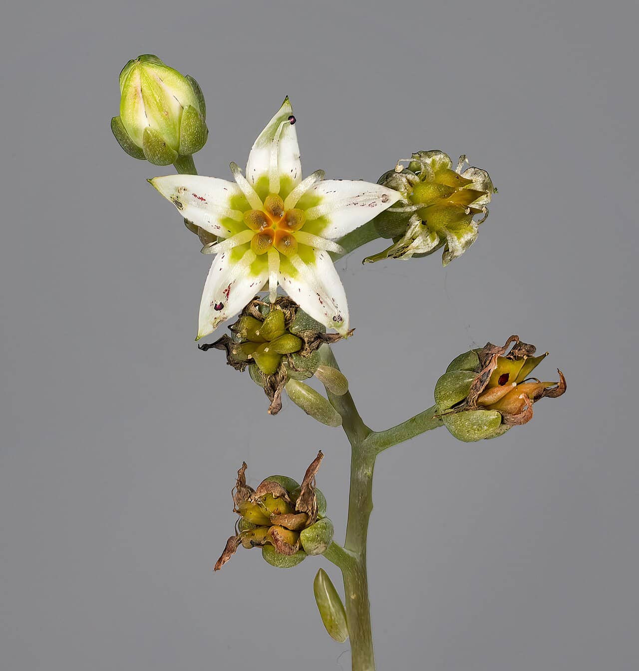 Flowers of Ghost Plant (Graptopetalum paraguayense).